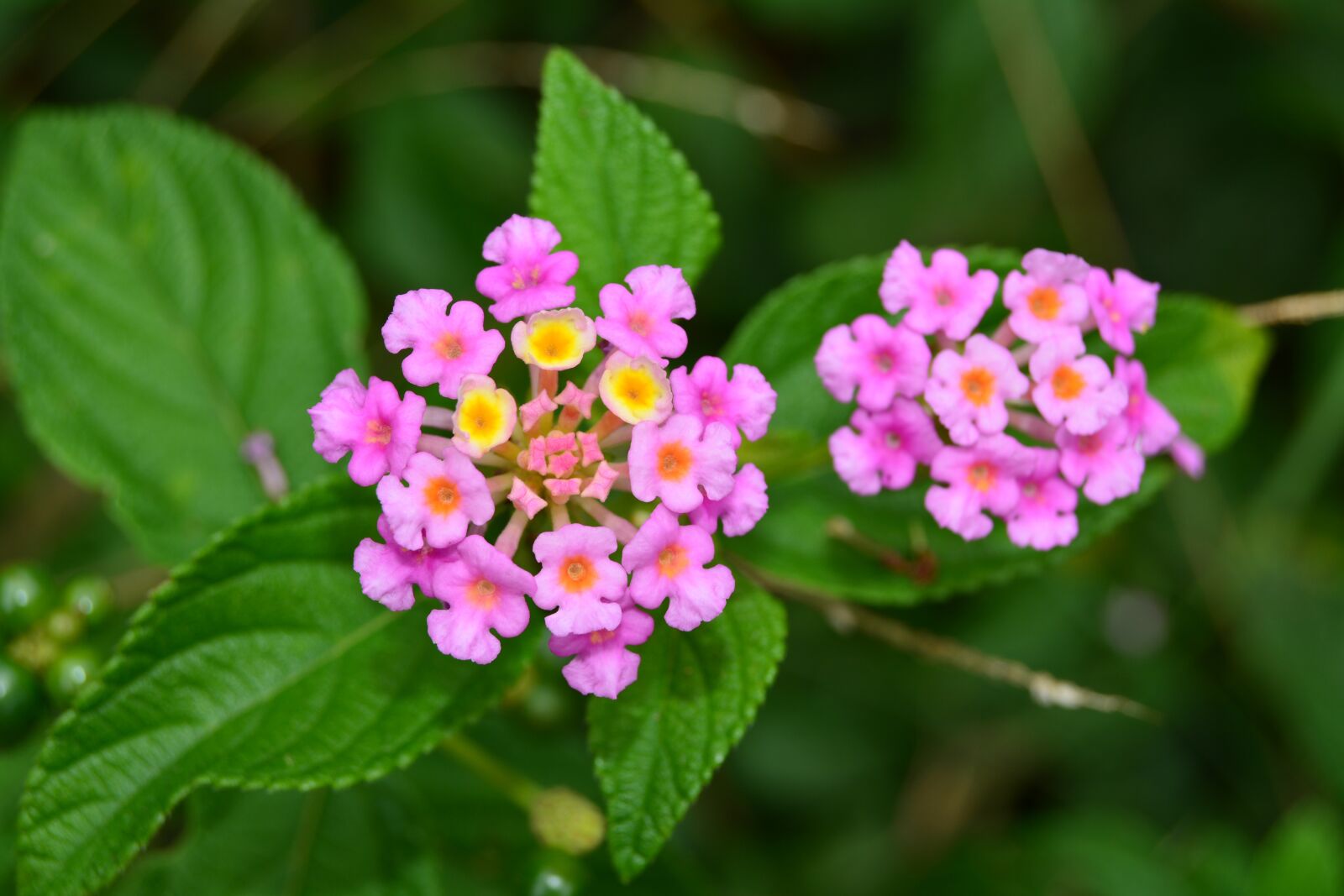 Nikon D5200 sample photo. Lantana, shrub, verbena photography