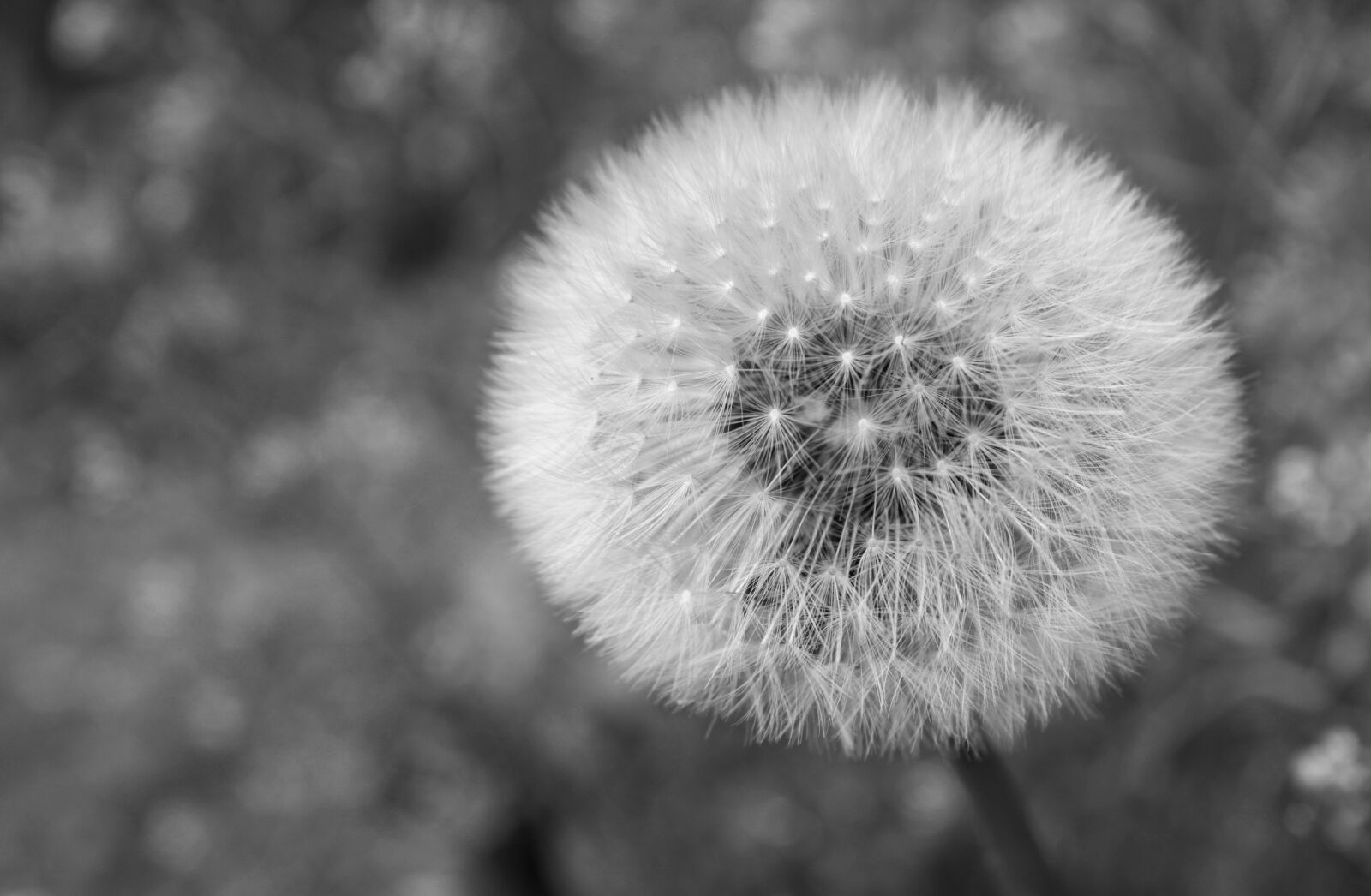 Canon EOS 2000D (EOS Rebel T7 / EOS Kiss X90 / EOS 1500D) sample photo. Zwart en wit, dandelion photography