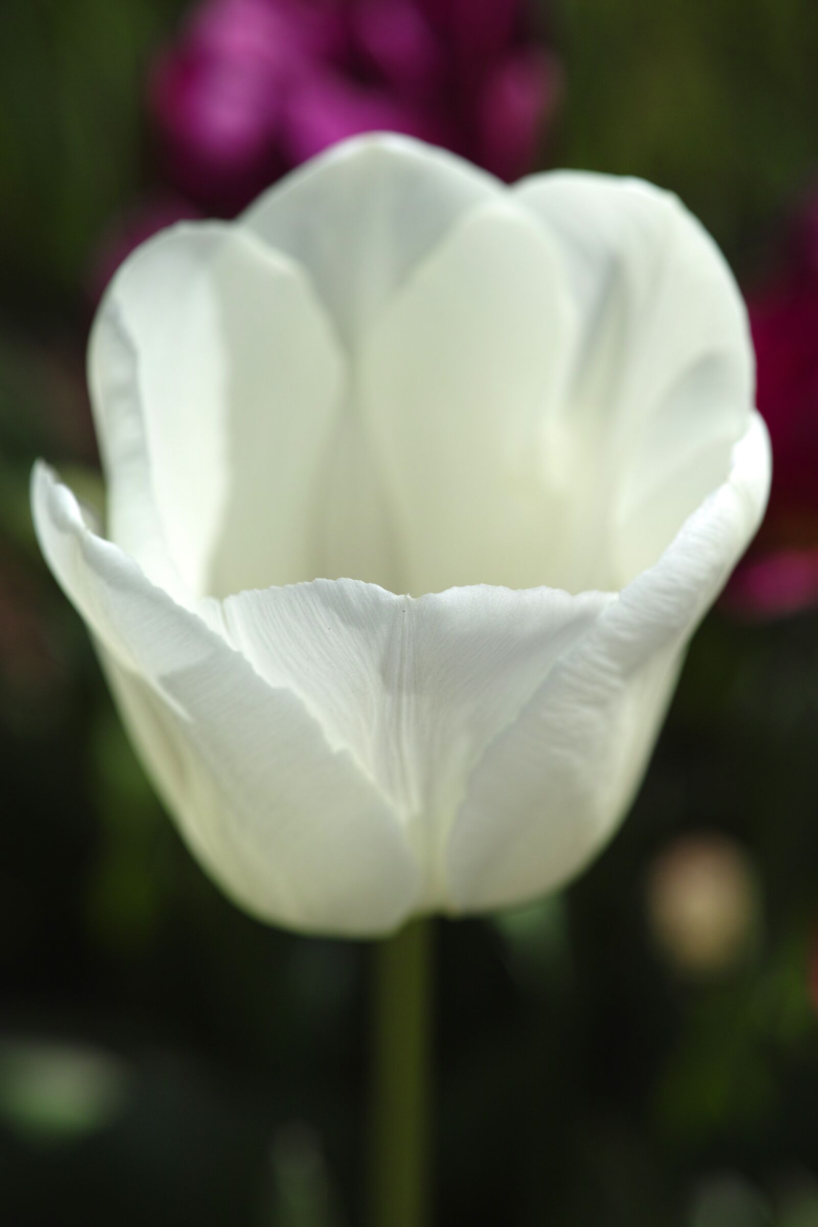 Sigma DP3 Merrill sample photo. Tulips, flower, flowers photography