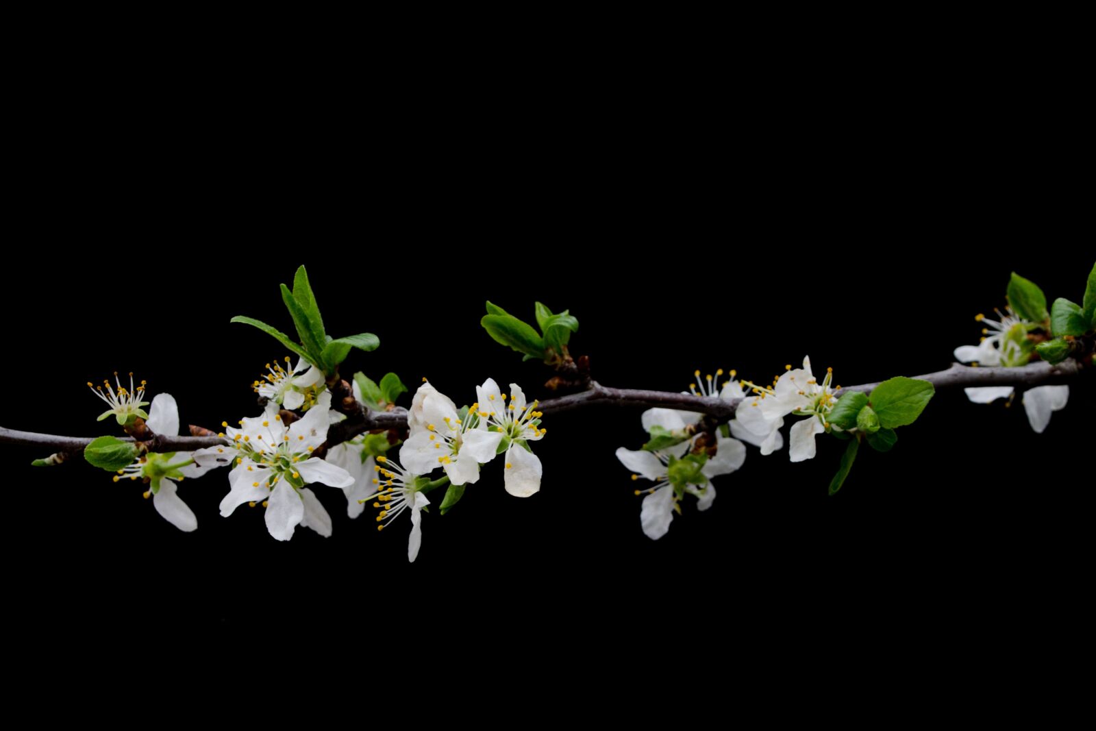Nikon D5100 sample photo. Spring, flowers, branch photography