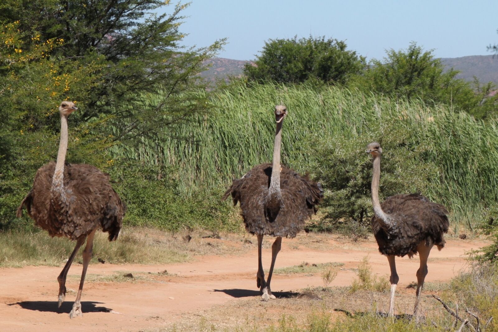 Canon EOS 500D (EOS Rebel T1i / EOS Kiss X3) sample photo. Ostrich, nature, south africa photography