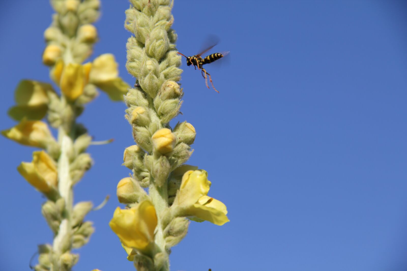 Canon EOS 550D (EOS Rebel T2i / EOS Kiss X4) sample photo. Mullein, sky, wasp photography
