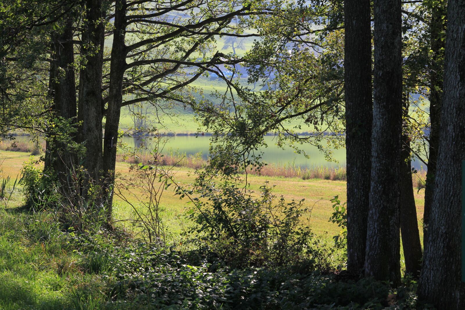 Canon EOS 60D sample photo. Forest, trees, nature photography