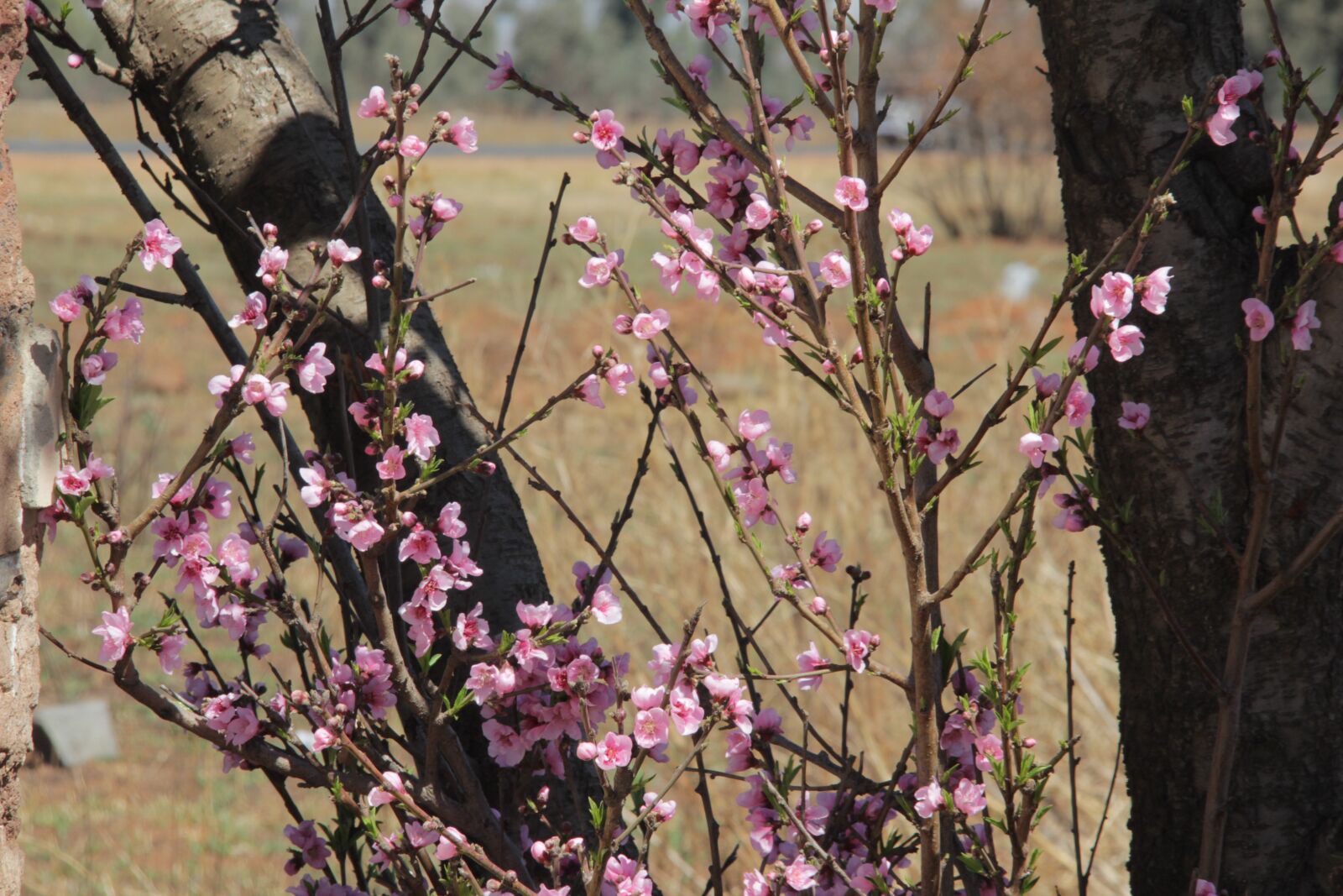 Canon EOS 60D sample photo. Spring, tree, flow photography