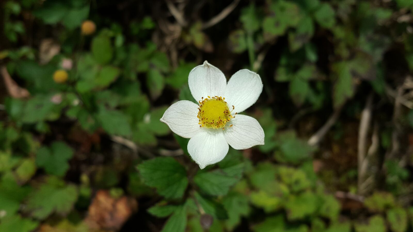 Samsung Galaxy Note5 sample photo. White flower, morning, plant photography
