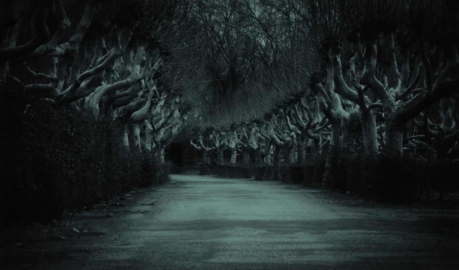 Nikon D3300 sample photo. Avenue, road, plane trees photography