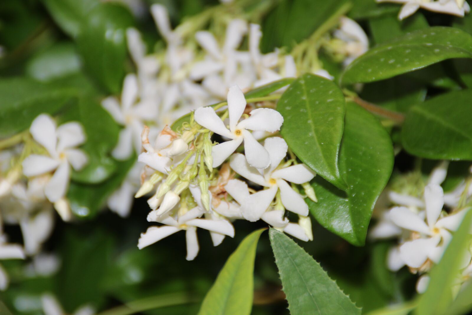 Canon EOS 600D (Rebel EOS T3i / EOS Kiss X5) sample photo. Jasmine, flowers, plants photography