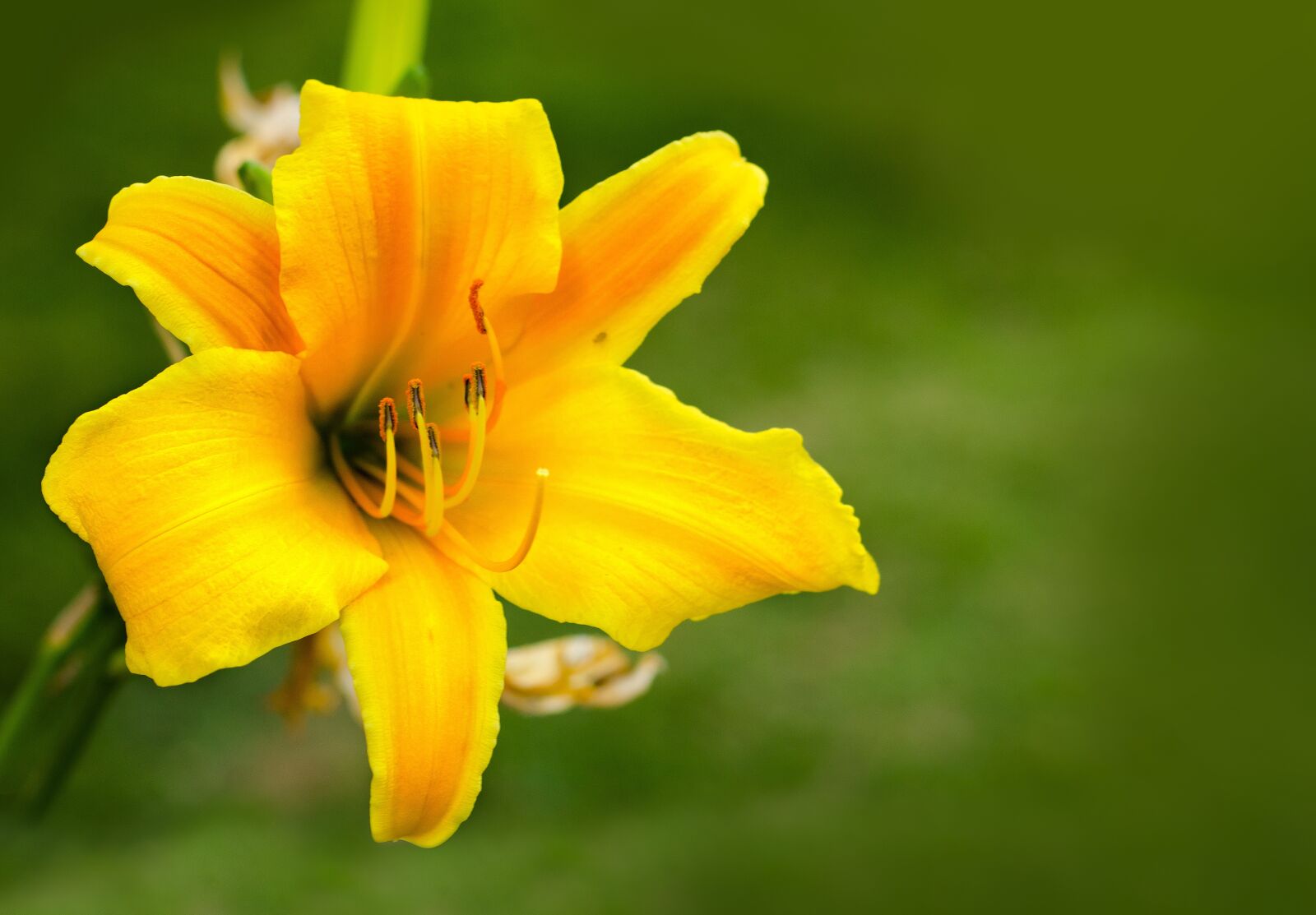 Nikon D7000 sample photo. Flower, amare, yelow photography
