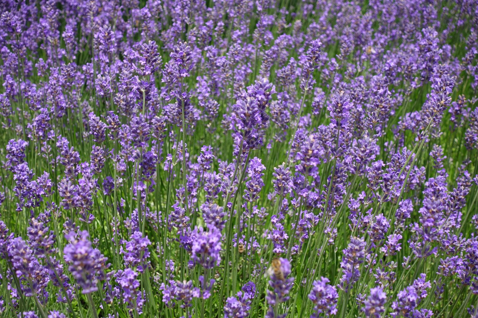 Sony Cyber-shot DSC-RX100 IV sample photo. Lavender, flowers, lavender field photography