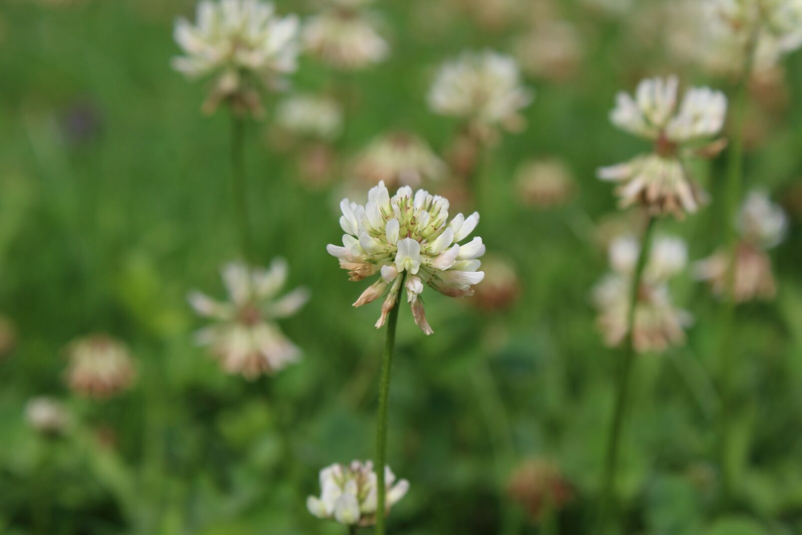 Canon EOS 1300D (EOS Rebel T6 / EOS Kiss X80) sample photo. Flower, blossom, bloom photography