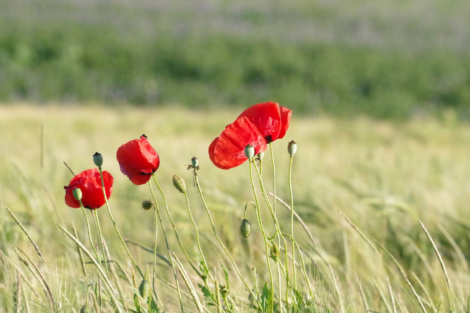 Pentax K-70 sample photo. Poppy, barley field, nature photography