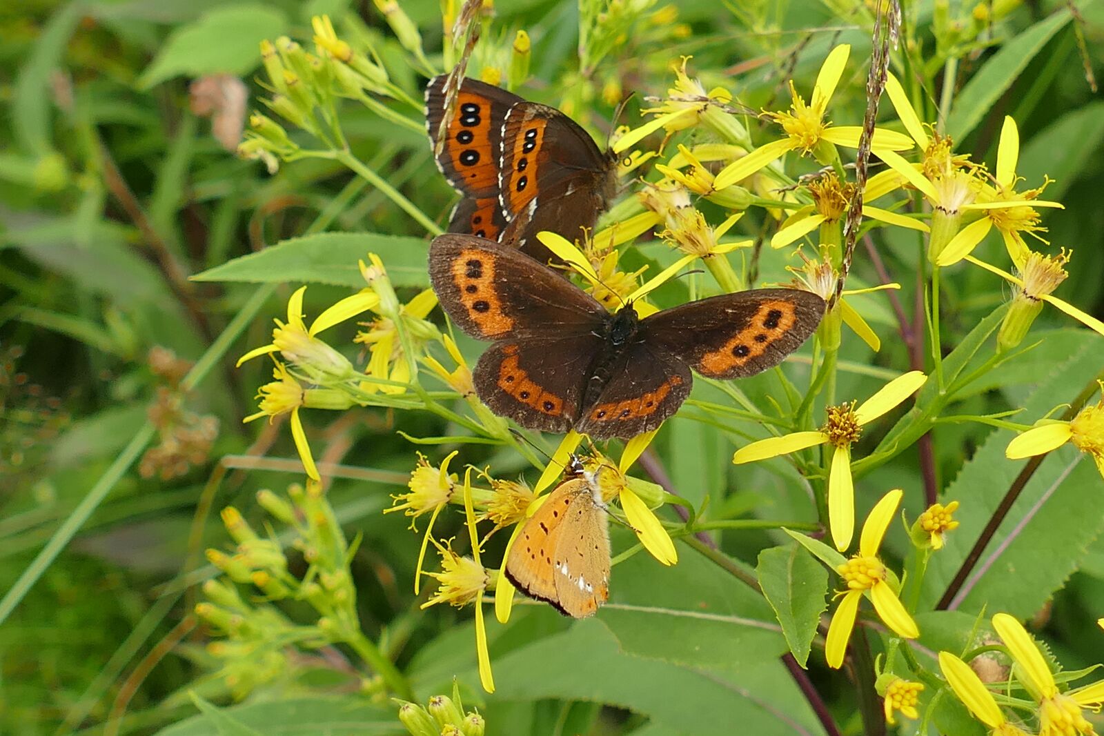 Panasonic Lumix DMC-FZ1000 sample photo. Close up, butterflies, butterfly photography