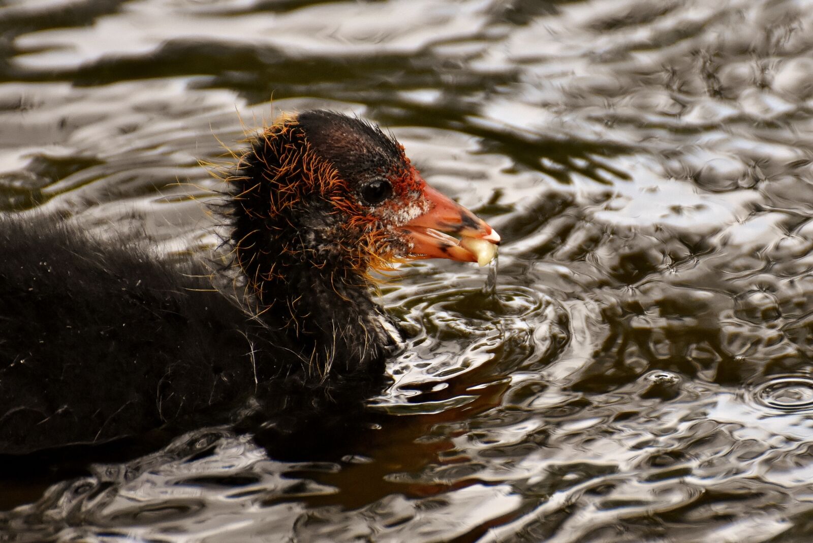 Nikon D7200 sample photo. Coot, chicks, food photography