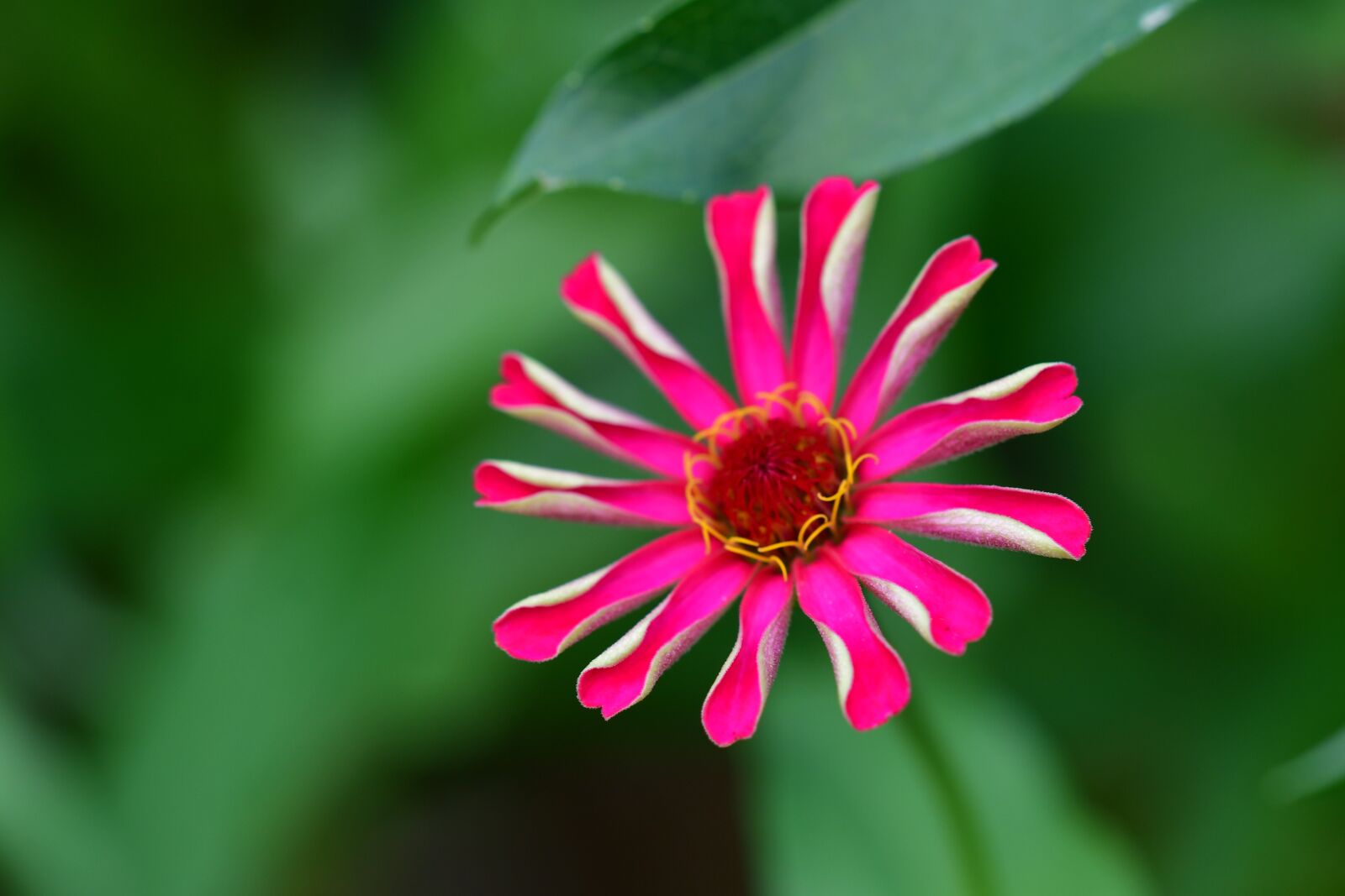 Nikon D500 sample photo. Zinnia flower, pink petals photography
