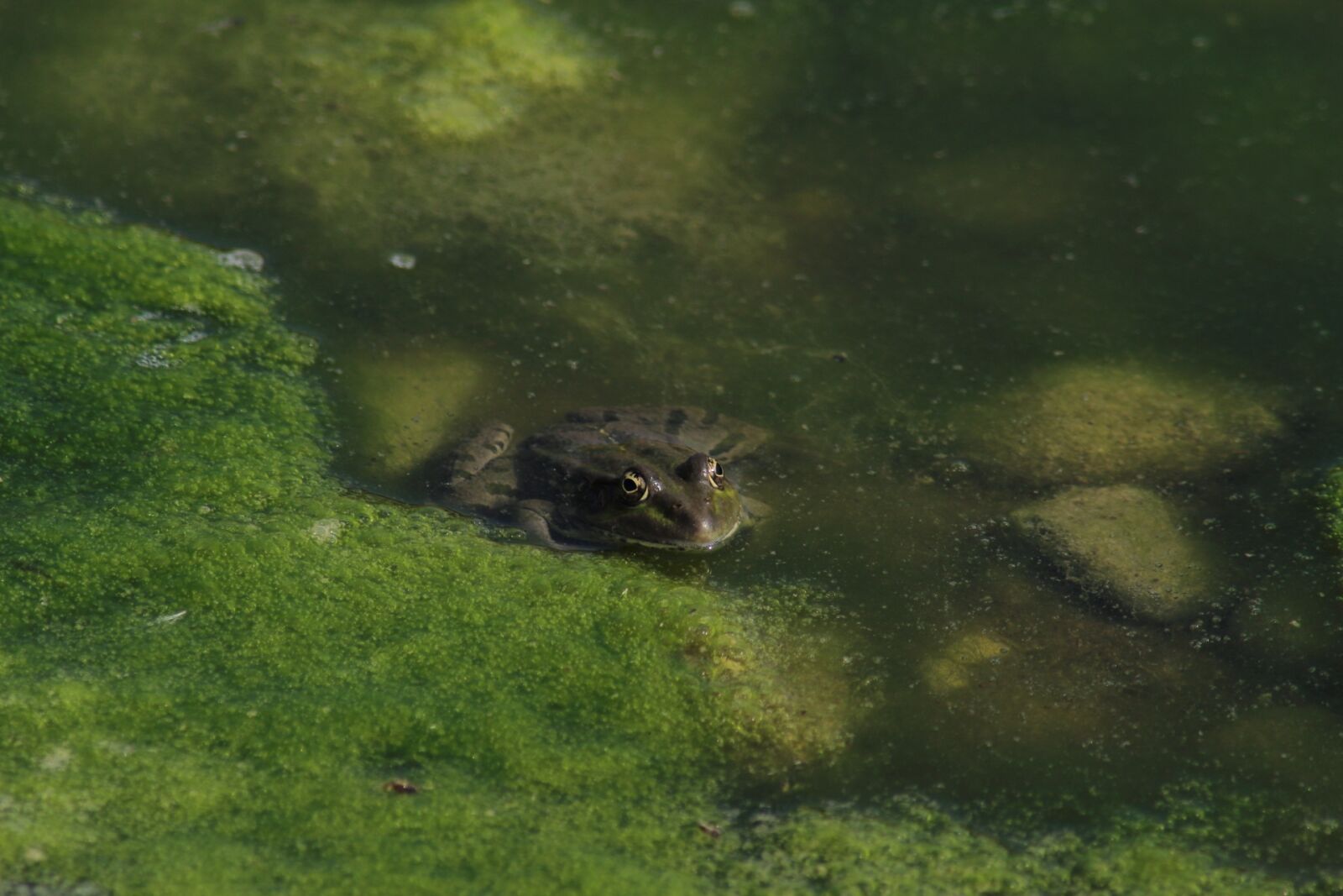 Canon EOS 1200D (EOS Rebel T5 / EOS Kiss X70 / EOS Hi) sample photo. Water, nature, outdoors photography