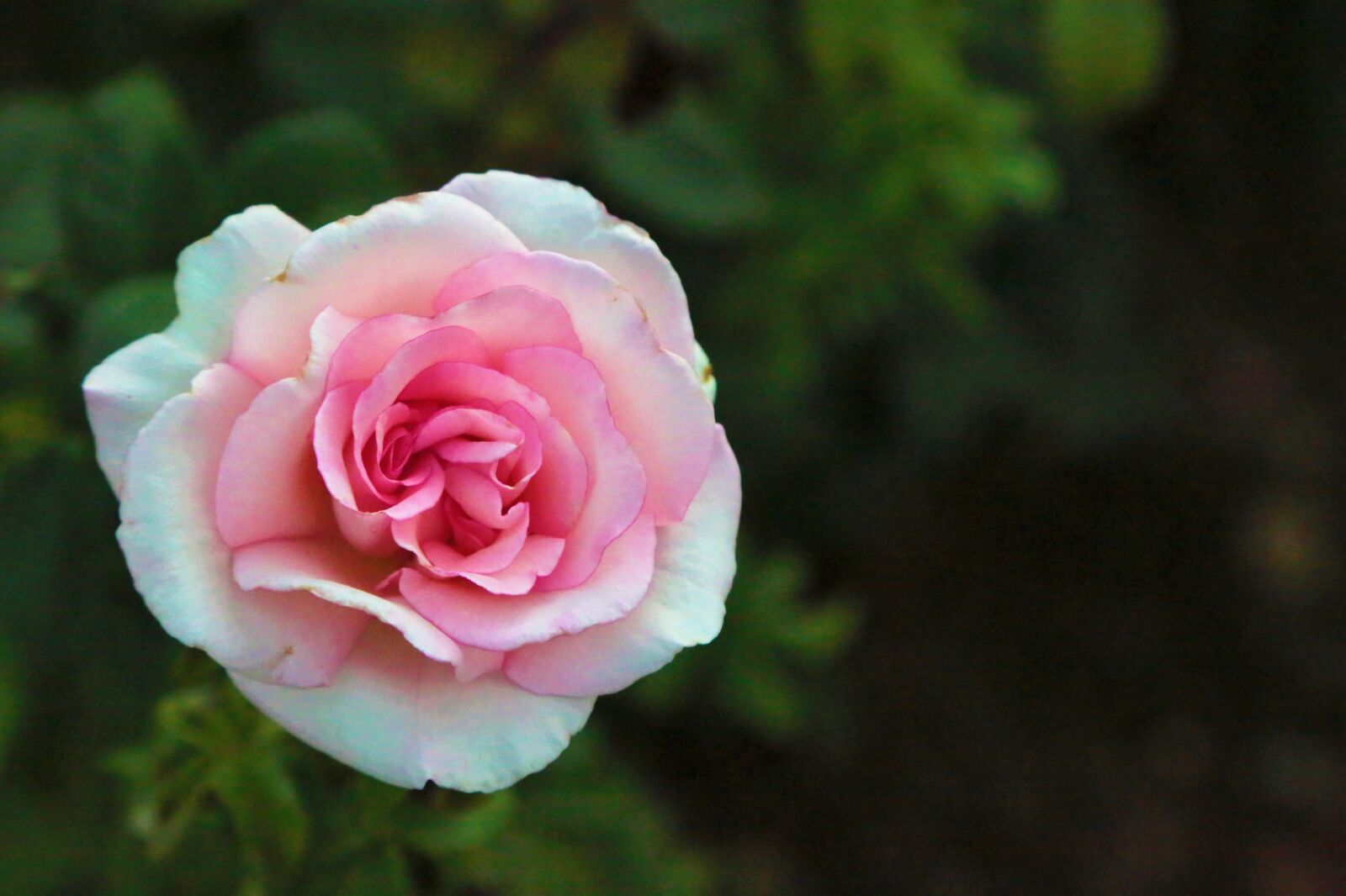 Canon EF 24-105mm F4L IS USM sample photo. Rose, flower, petals photography