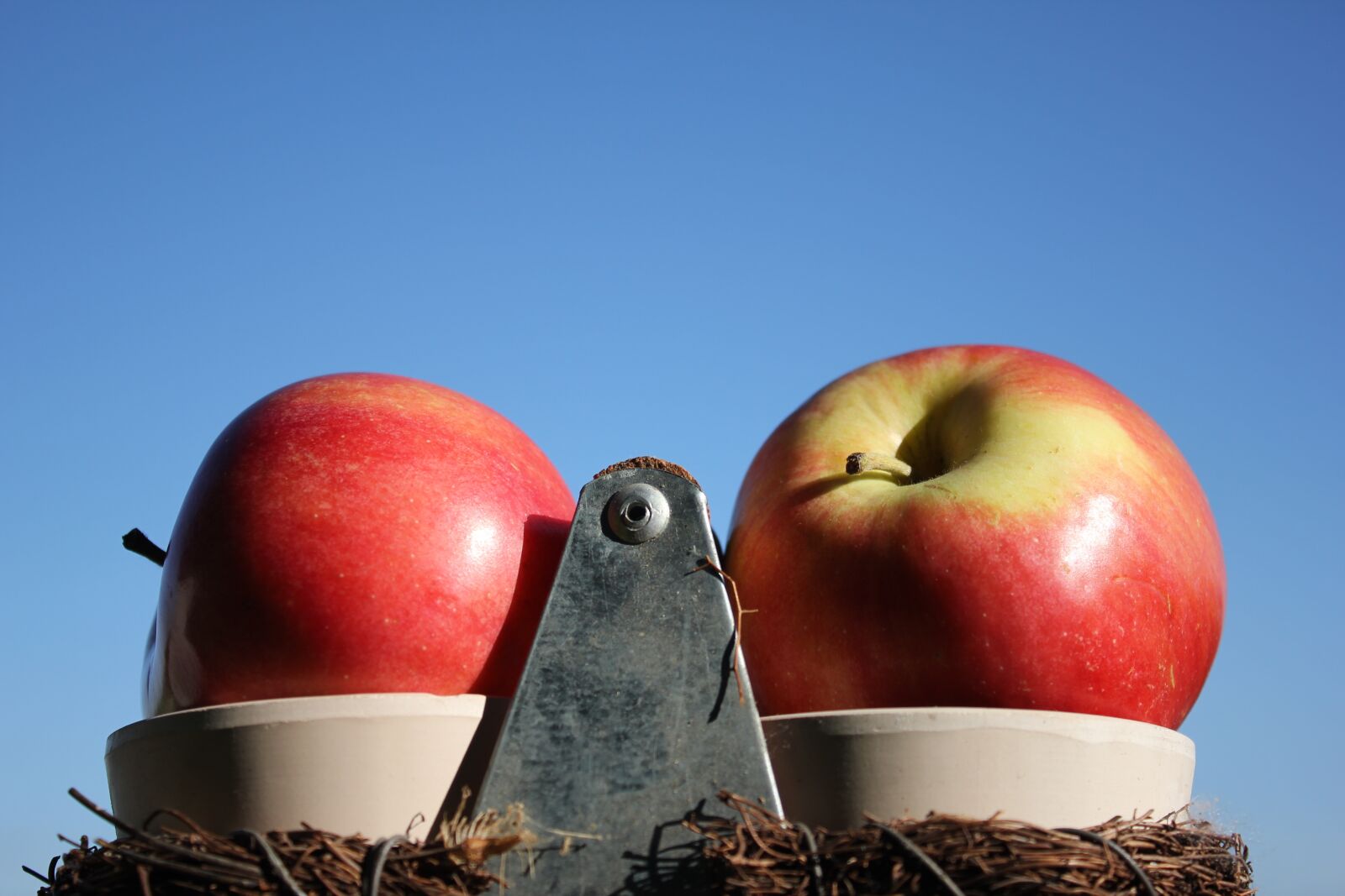 Canon EOS 550D (EOS Rebel T2i / EOS Kiss X4) sample photo. Apple, nature, red photography