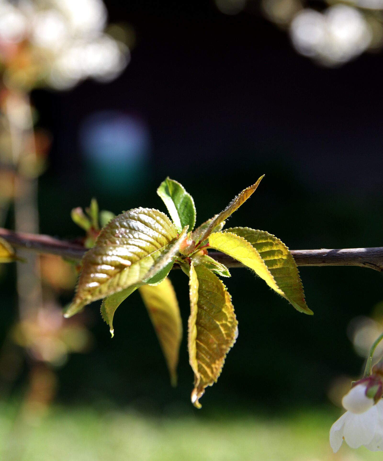 Canon EOS 60D sample photo. Spring, leaf, plant photography