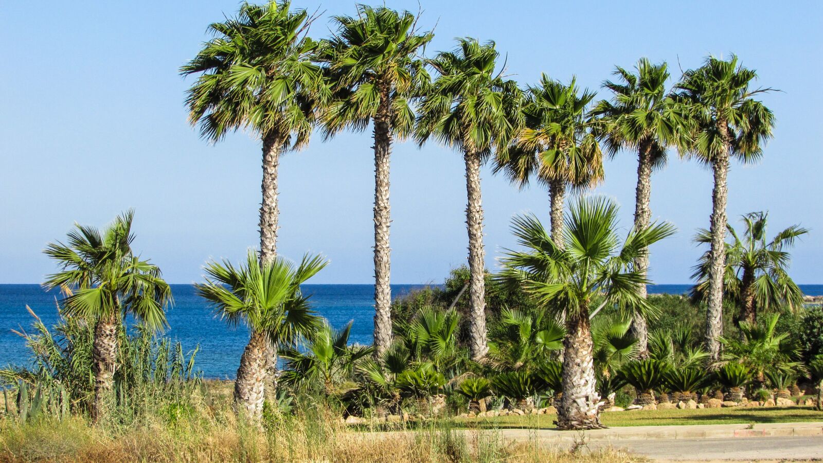 Canon PowerShot SX400 IS sample photo. Palm, tree, sea photography
