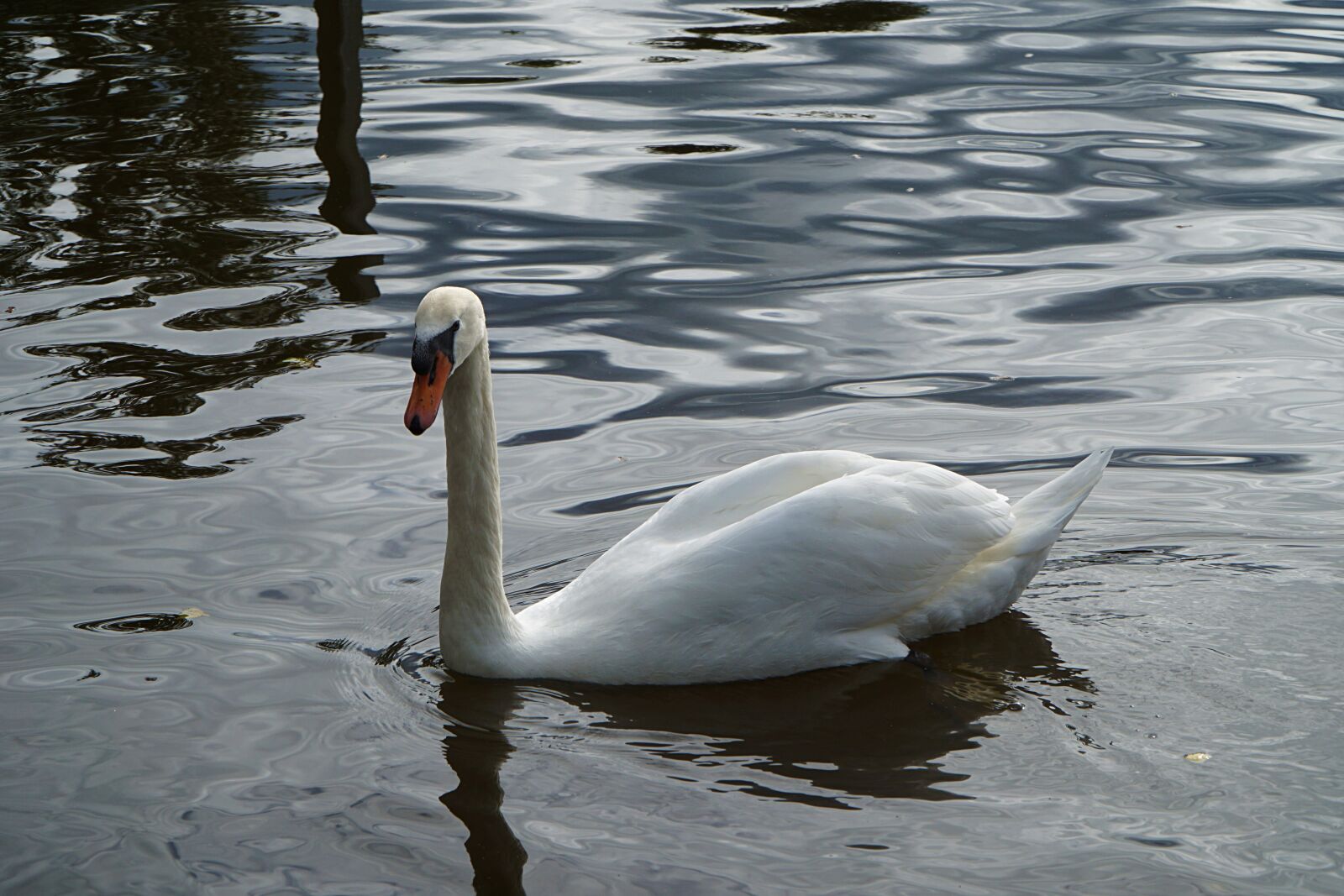 Sony E PZ 18-105mm F4 G OSS sample photo. Swan, white, water photography