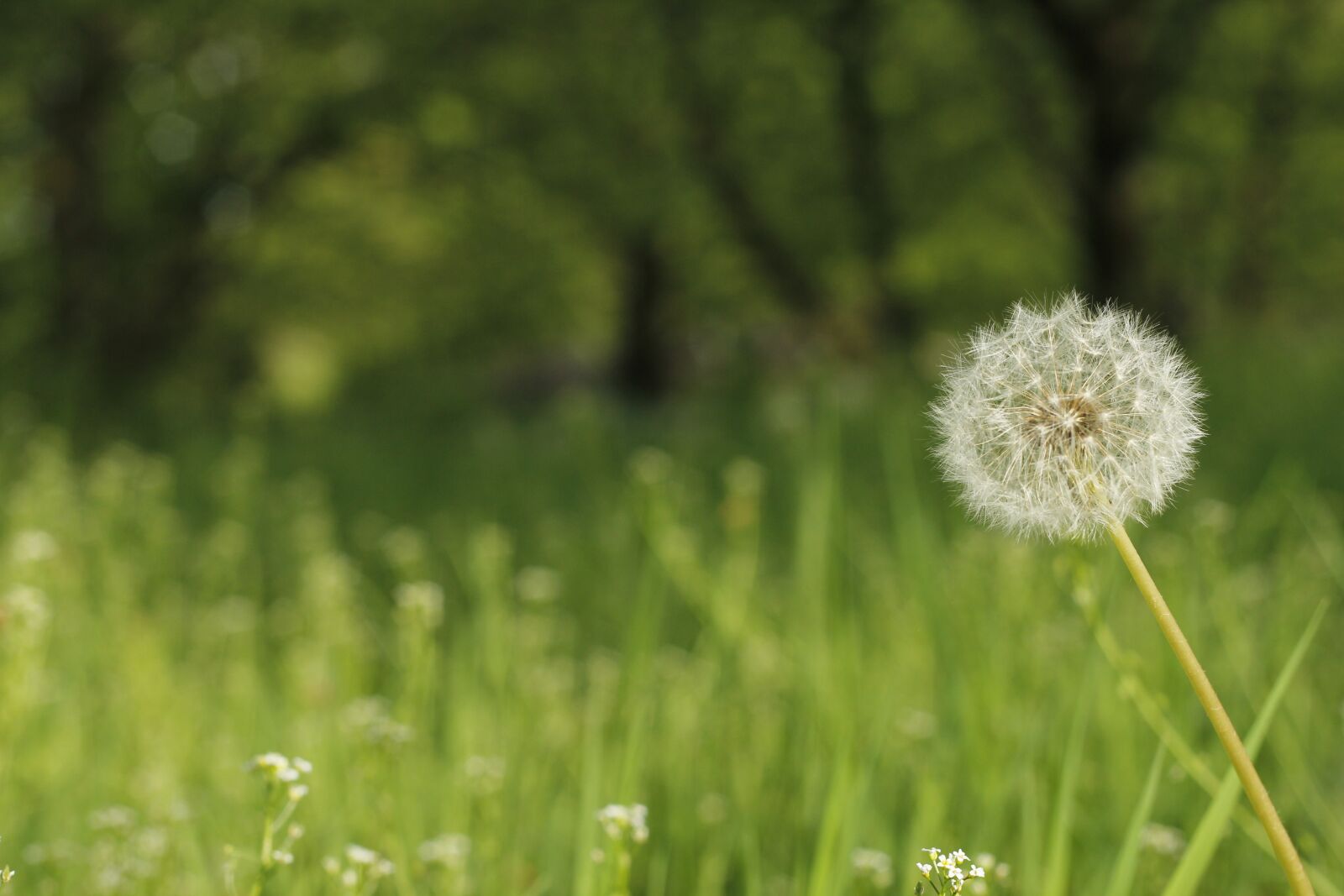 Canon EOS 60D + Canon EF 50mm F1.8 II sample photo. Ot, green, flower photography