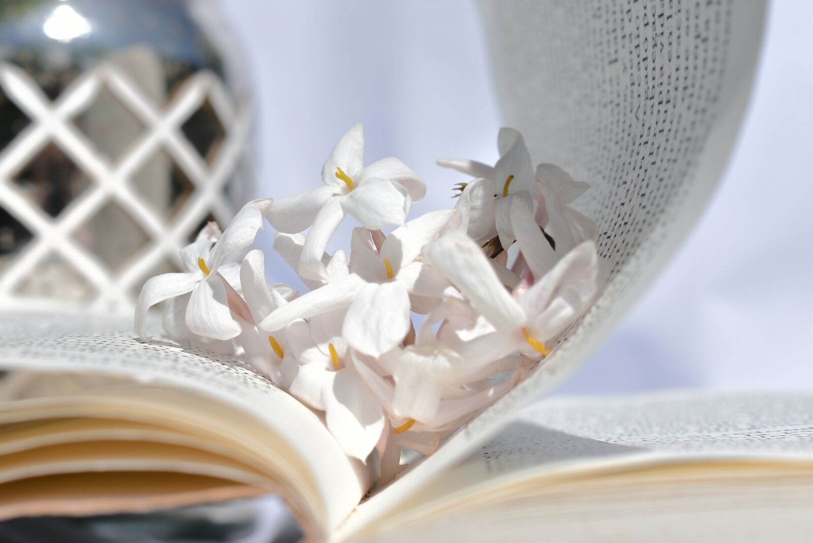 Nikon D3400 sample photo. Flower, white, spring photography