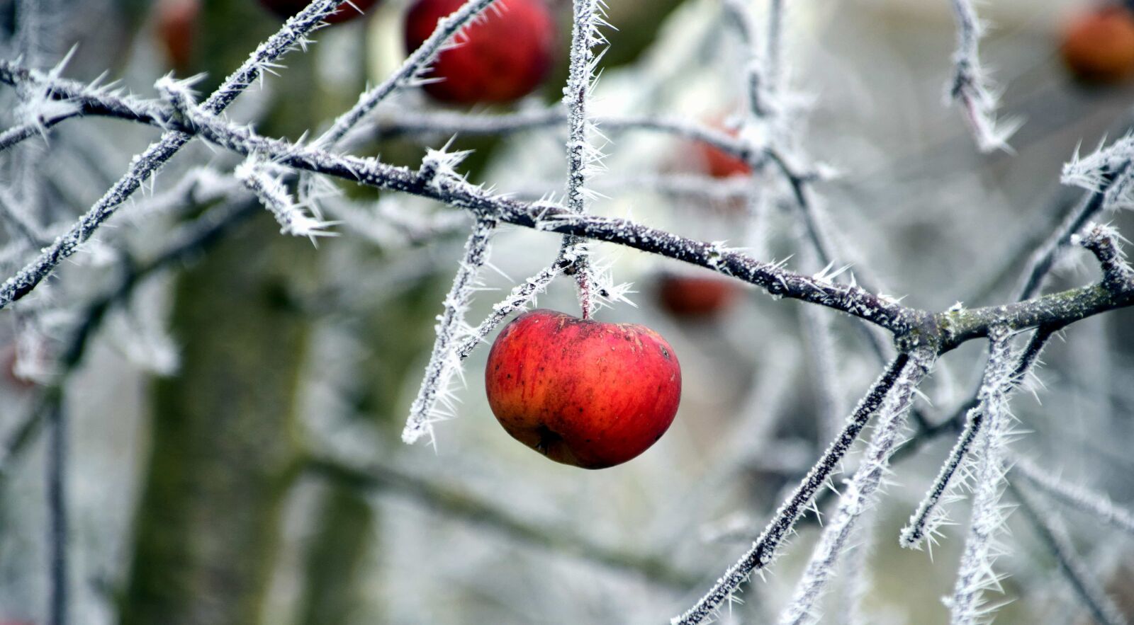 Nikon D3300 sample photo. Branch, winter, tree, nature photography