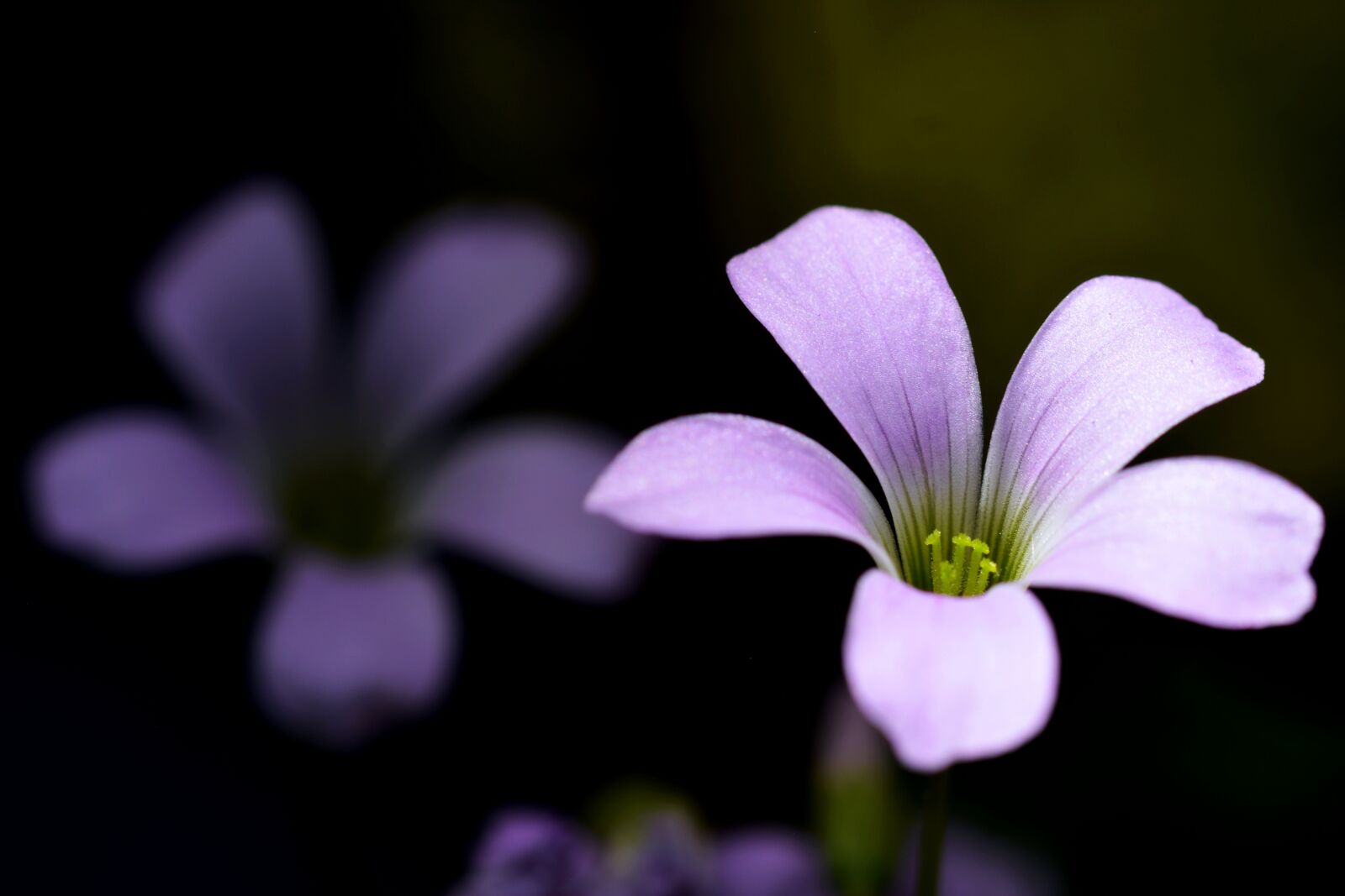 Nikon D5200 sample photo. Flower, flowers, spring photography