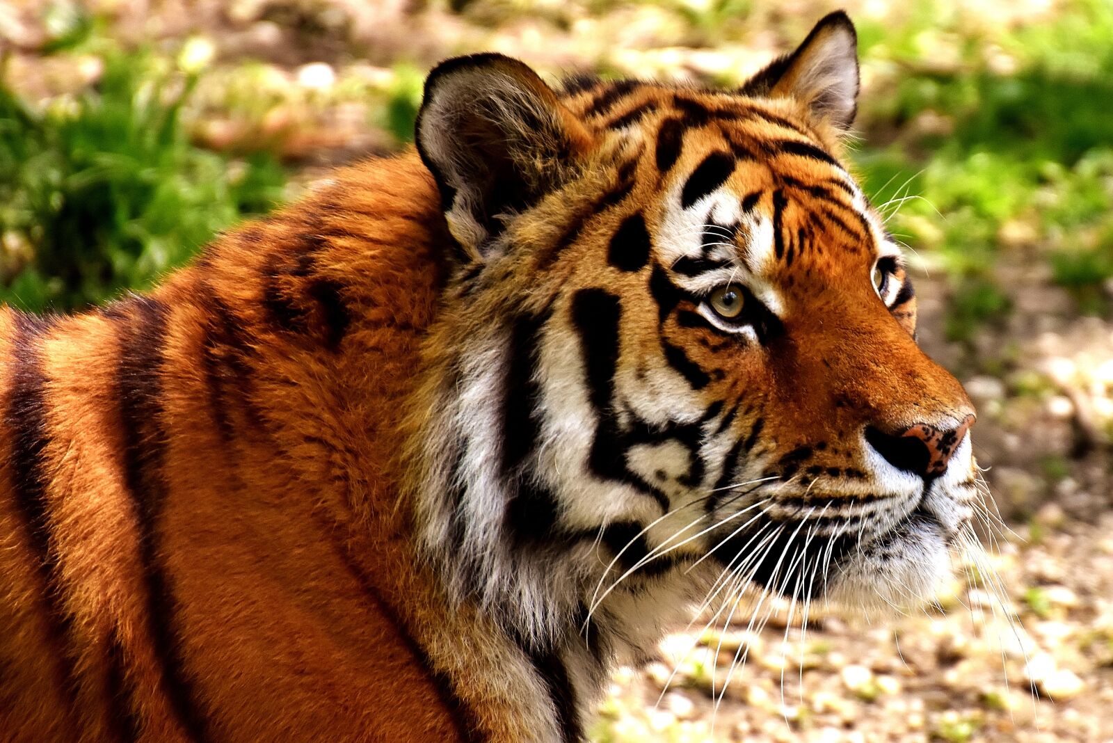 Nikon D7200 sample photo. Tiger, predator, fur photography