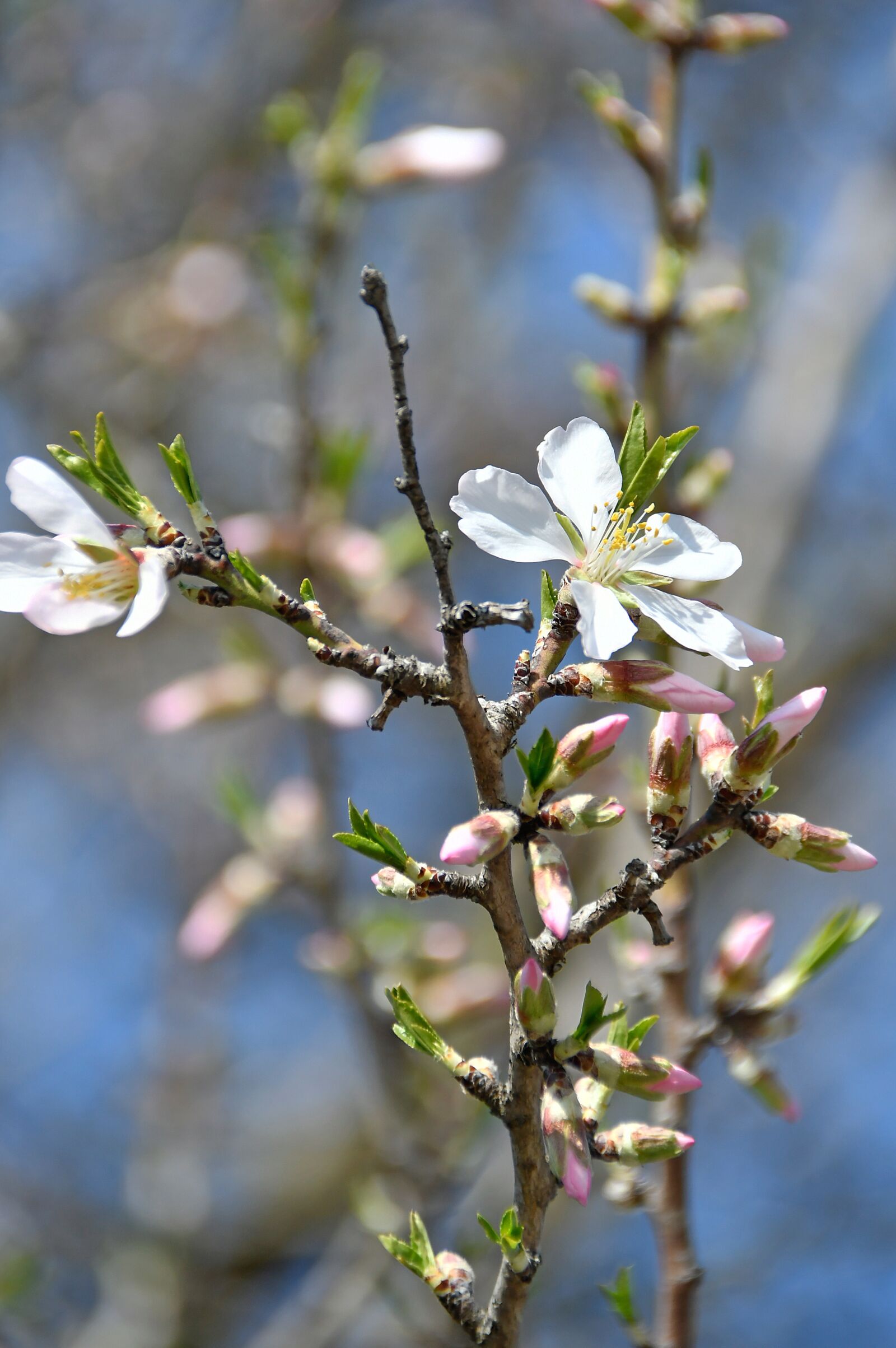 Nikon D3200 sample photo. Spring, apple flower, bloom photography