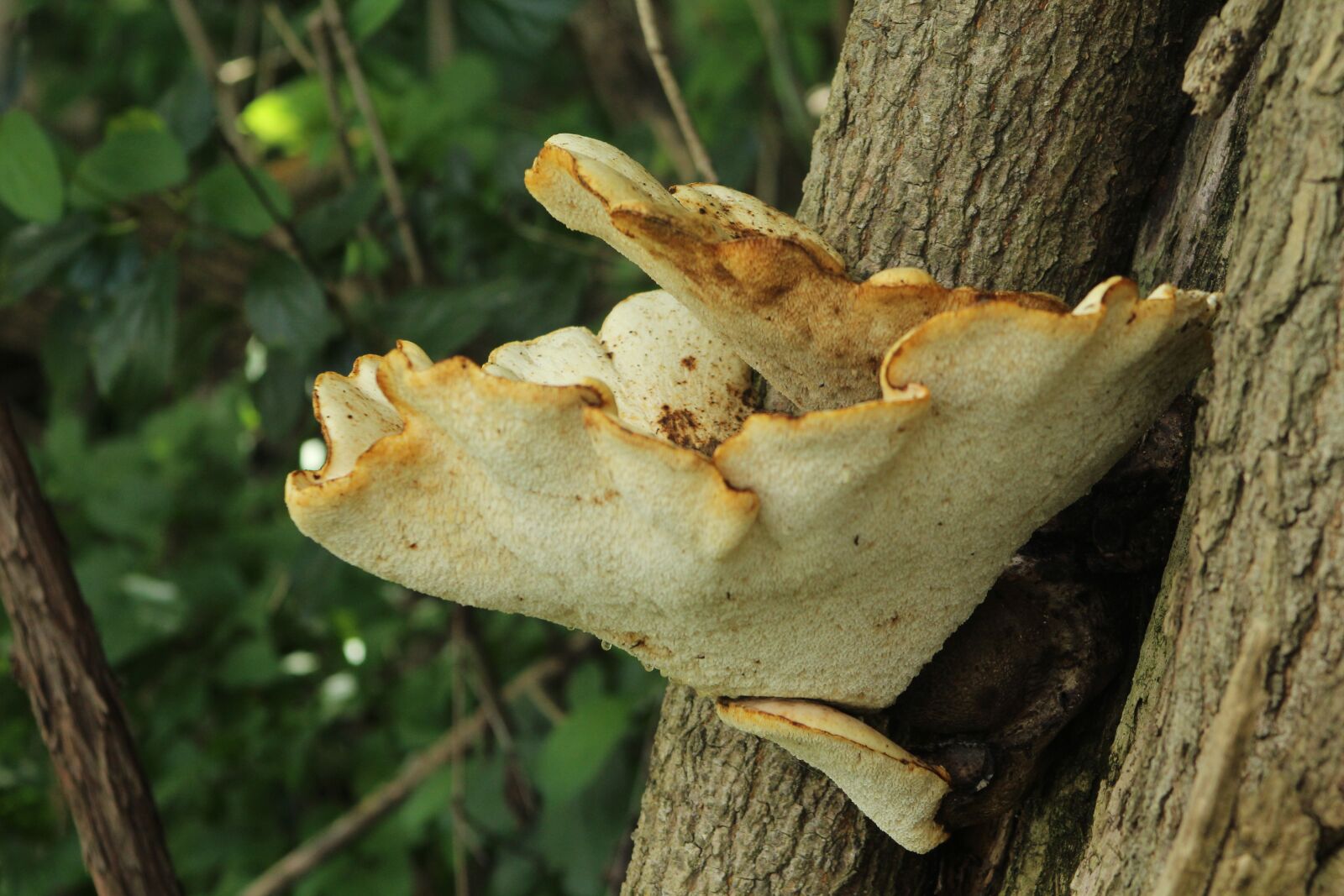 Canon EF 75-300mm f/4-5.6 sample photo. Mushroom, shelf mushroom, nature photography