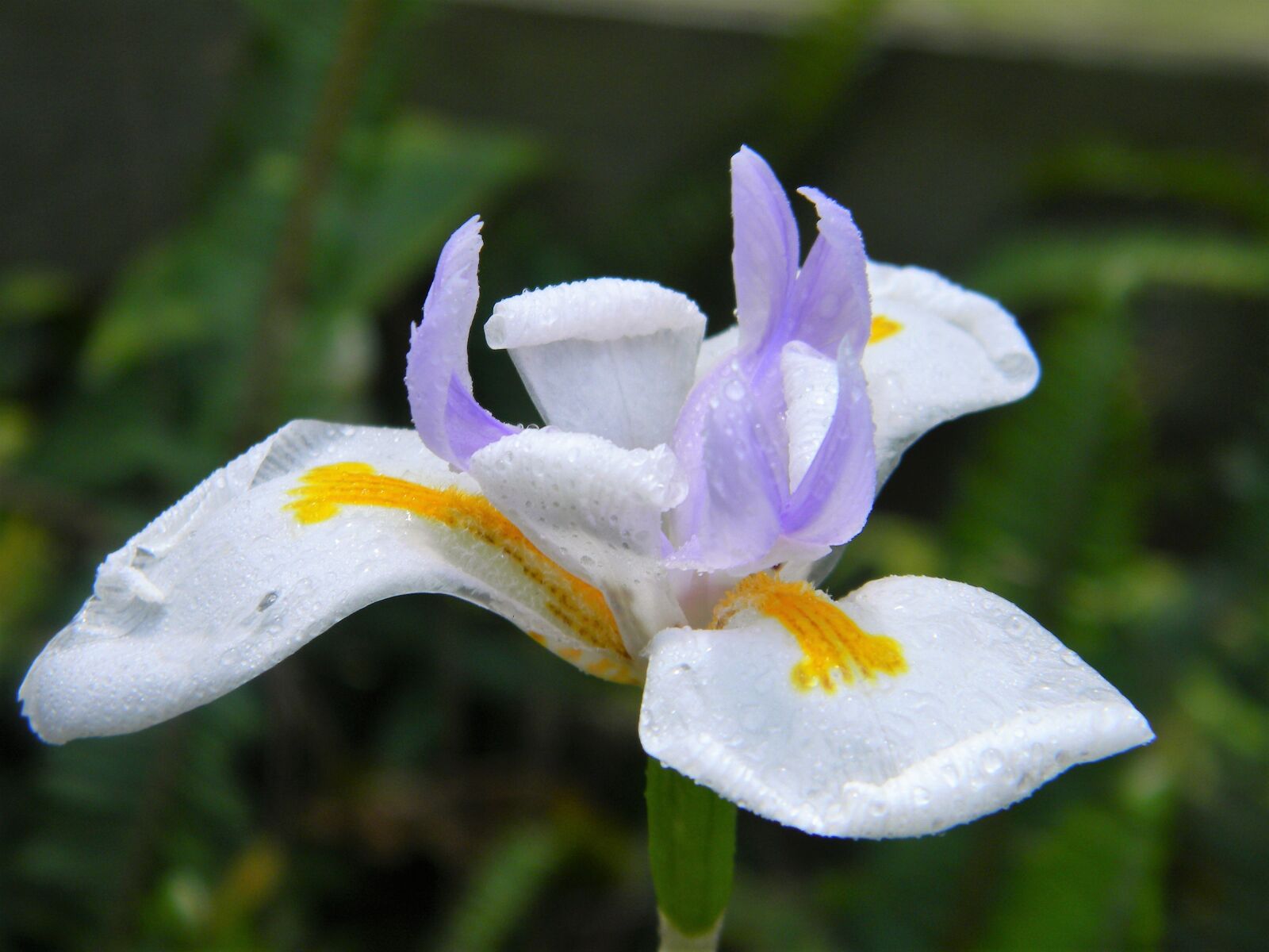 Nikon Coolpix L110 sample photo. Flower, garden, white photography