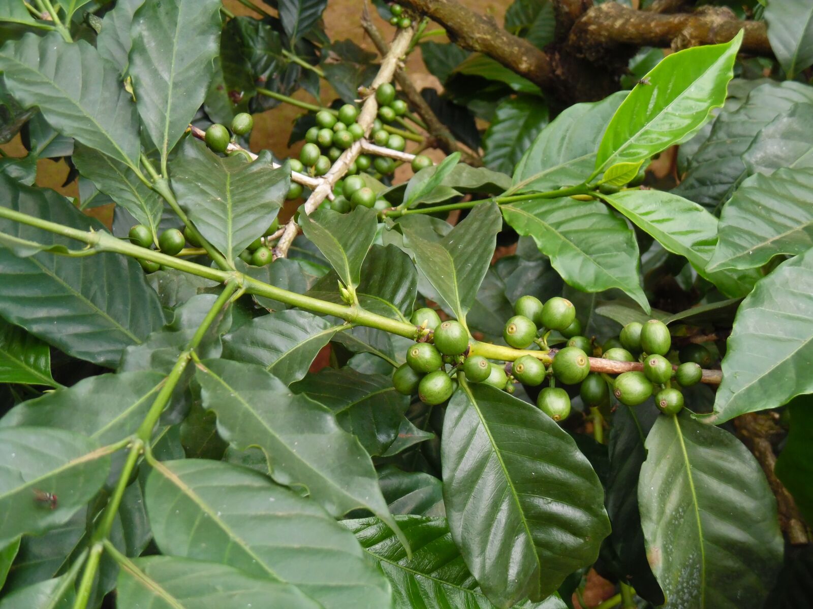 Samsung WB35F/WB36F/WB37F sample photo. Coffee farming, moshi, tanzania photography