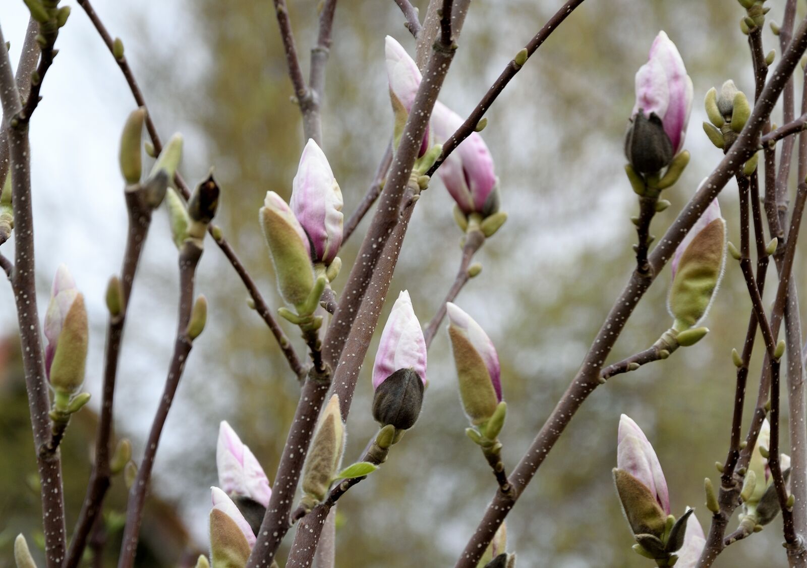 Nikon D3300 sample photo. Magnolia, blossom, bloom photography