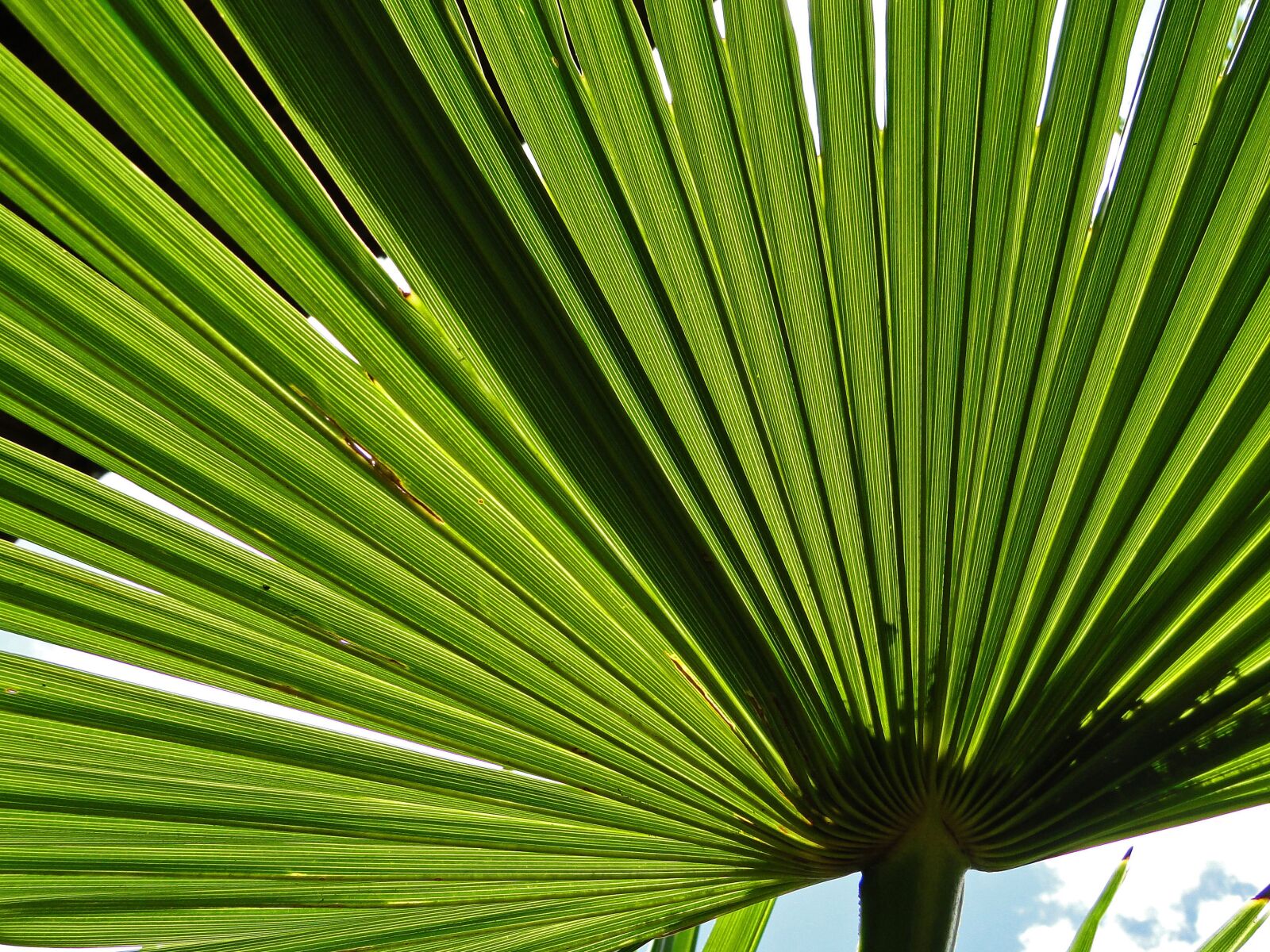 Sony Cyber-shot DSC-HX1 sample photo. Palm, leaf, green photography