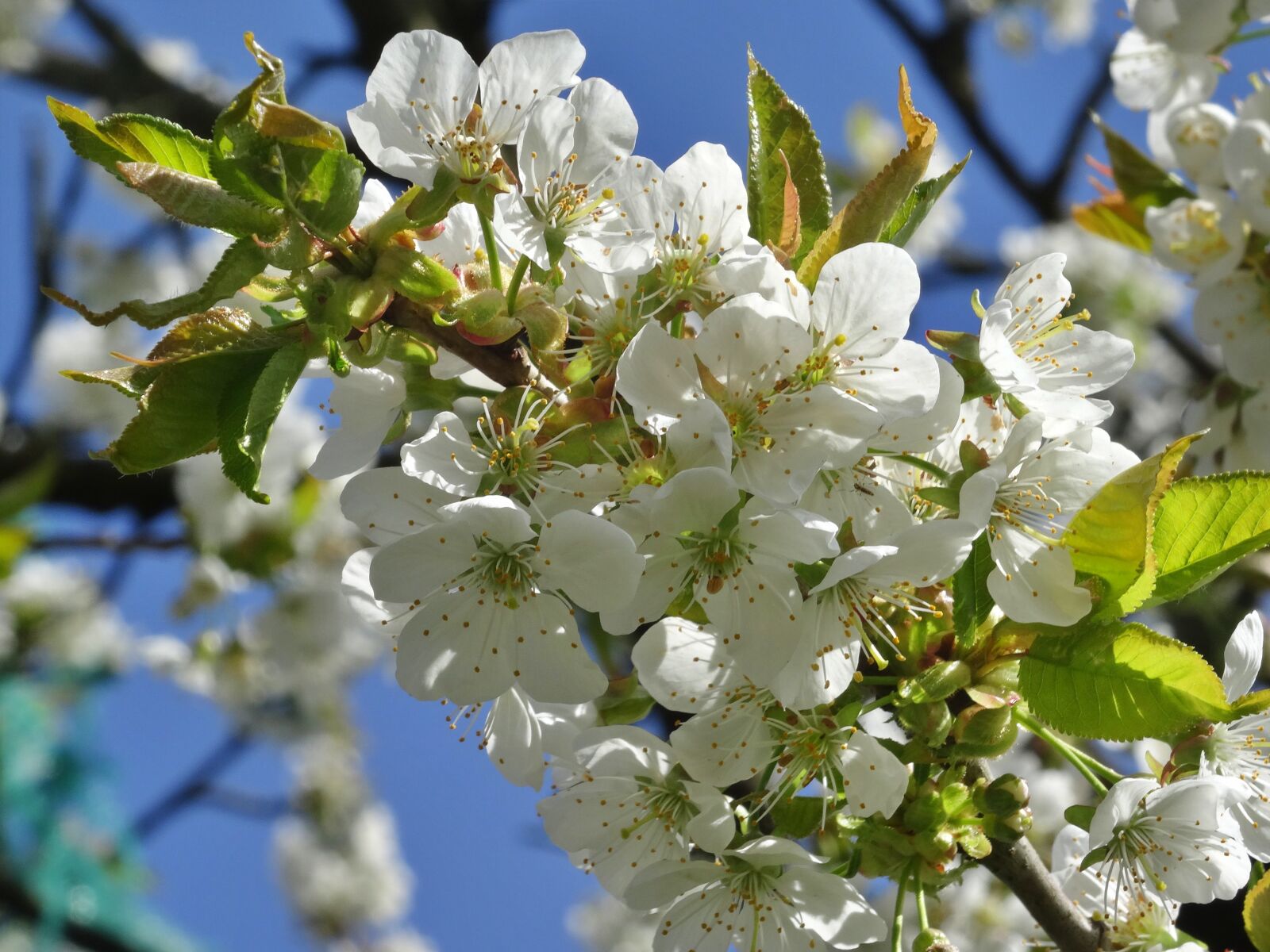 Sony DSC-HX50 sample photo. Cherry blossom, flowers, cherry photography