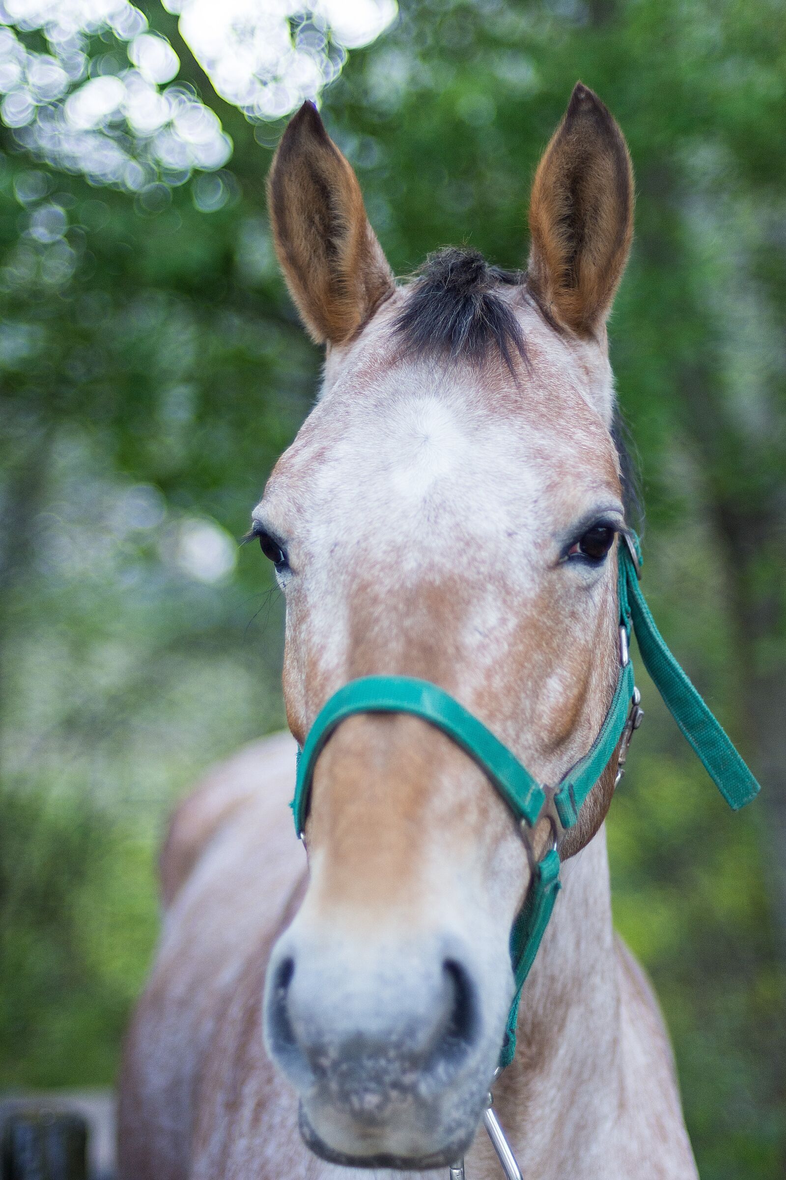 Nikon D7200 sample photo. Portrait, horse, summer photography