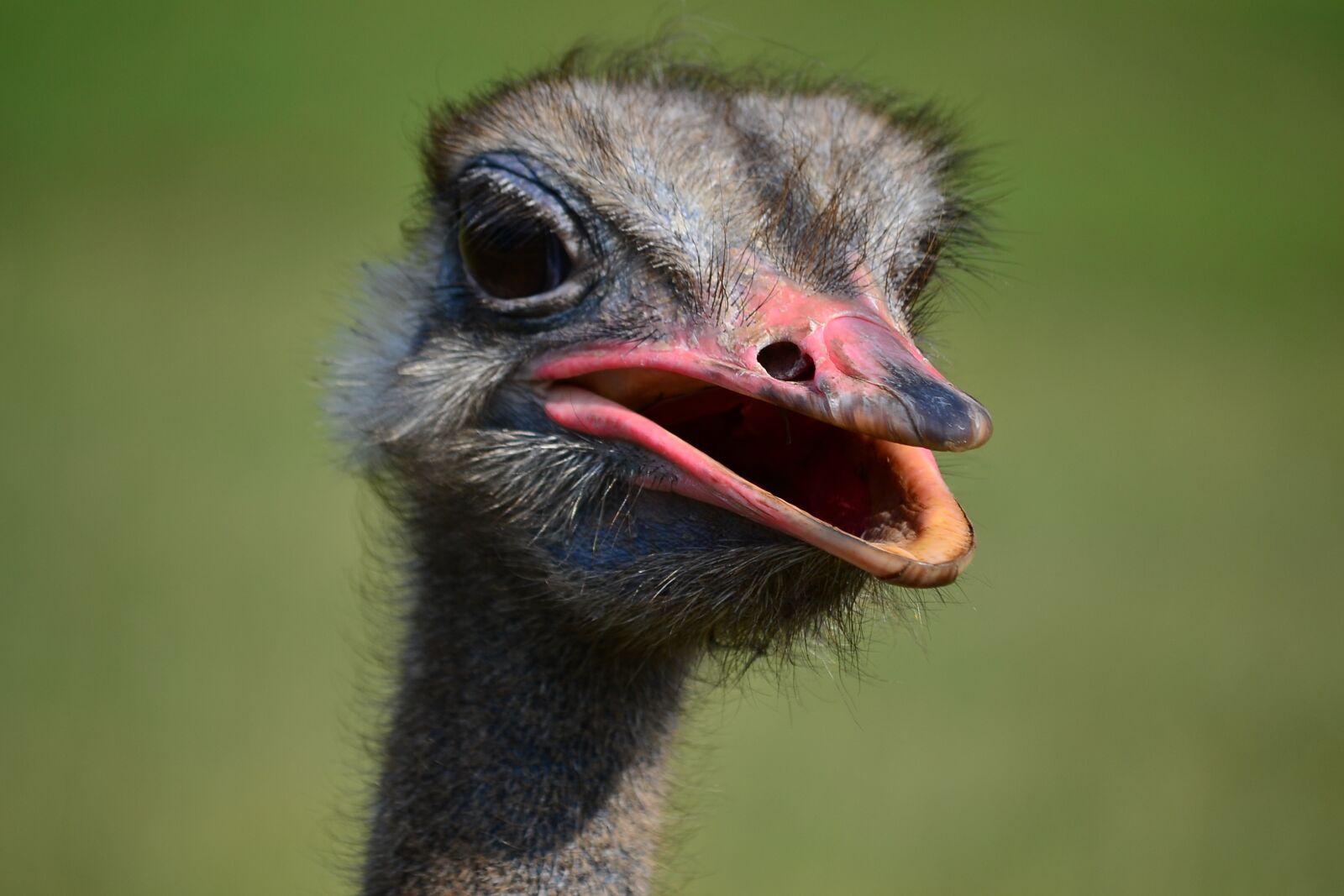 Nikon D3100 sample photo. Ostrich, bird, peak photography