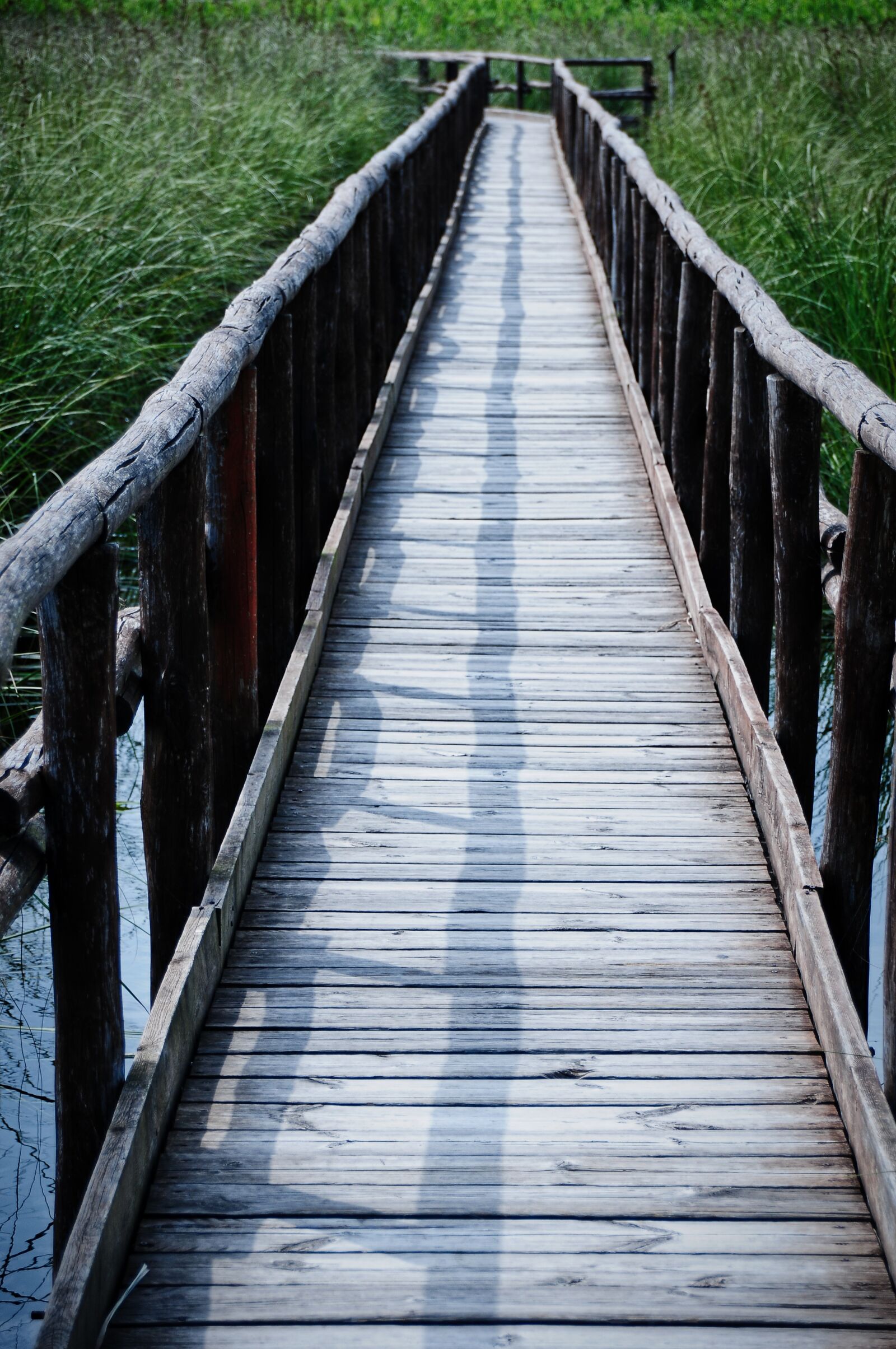 Nikon D300S sample photo. Path, reserve, park photography