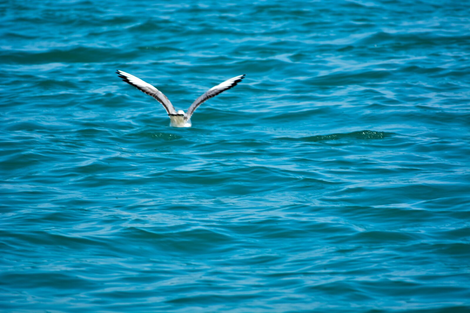 Nikon D5200 sample photo. White pigeon, sea, india photography