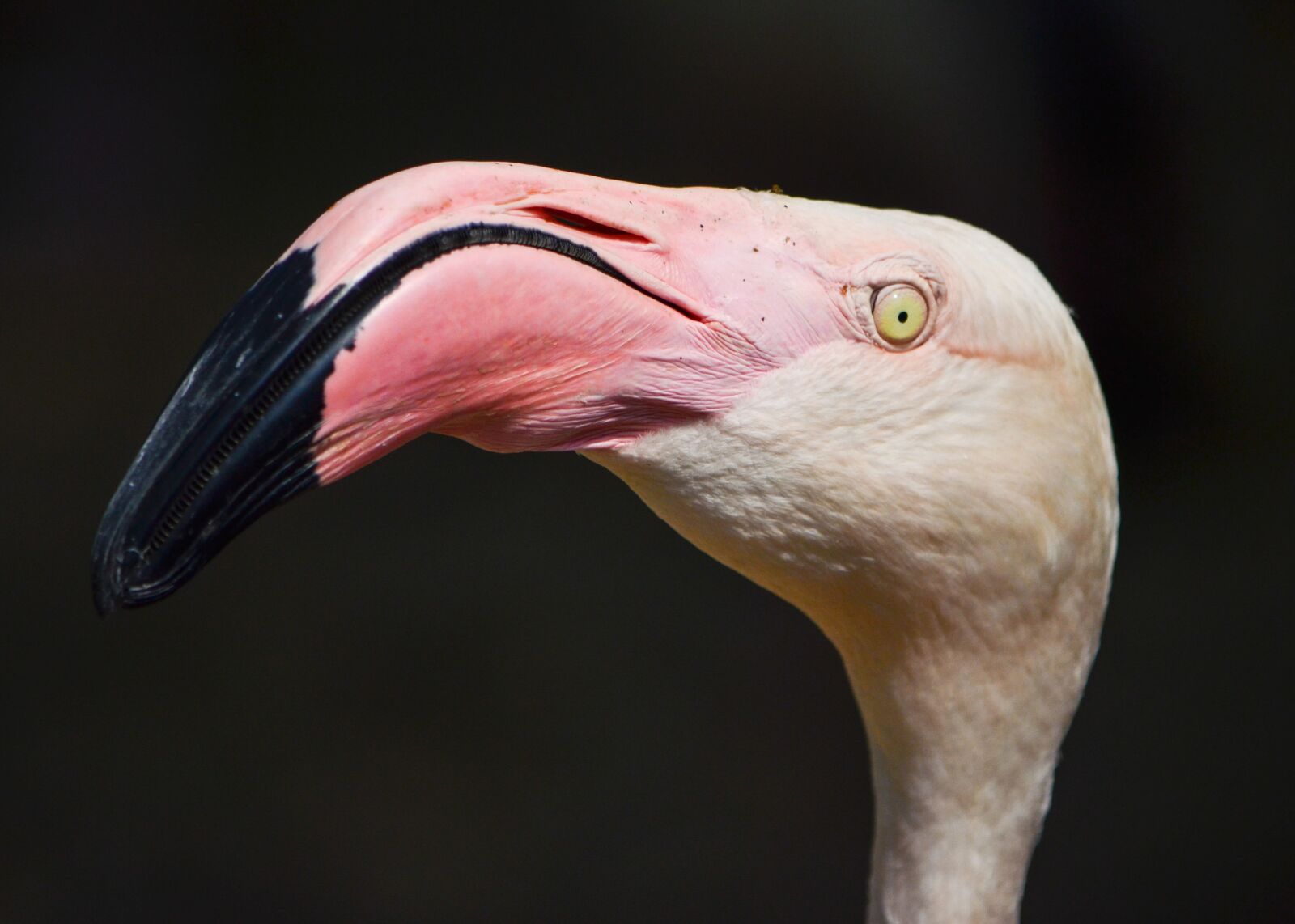 Nikon D5100 sample photo. Bird, flamingo, wildlife photography