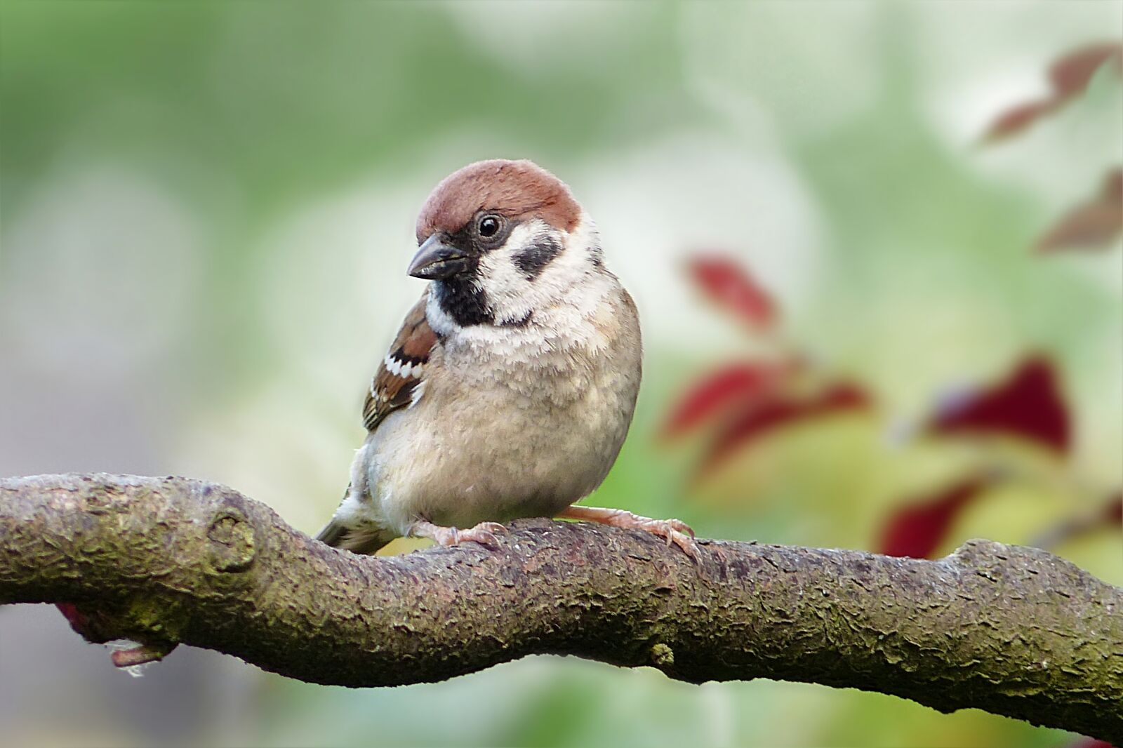 Panasonic Lumix DMC-FZ200 sample photo. Animal, bird, sparrow photography