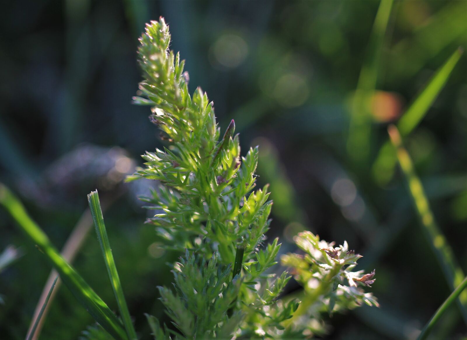 Canon EOS 7D sample photo. Plant, grass, grasses photography