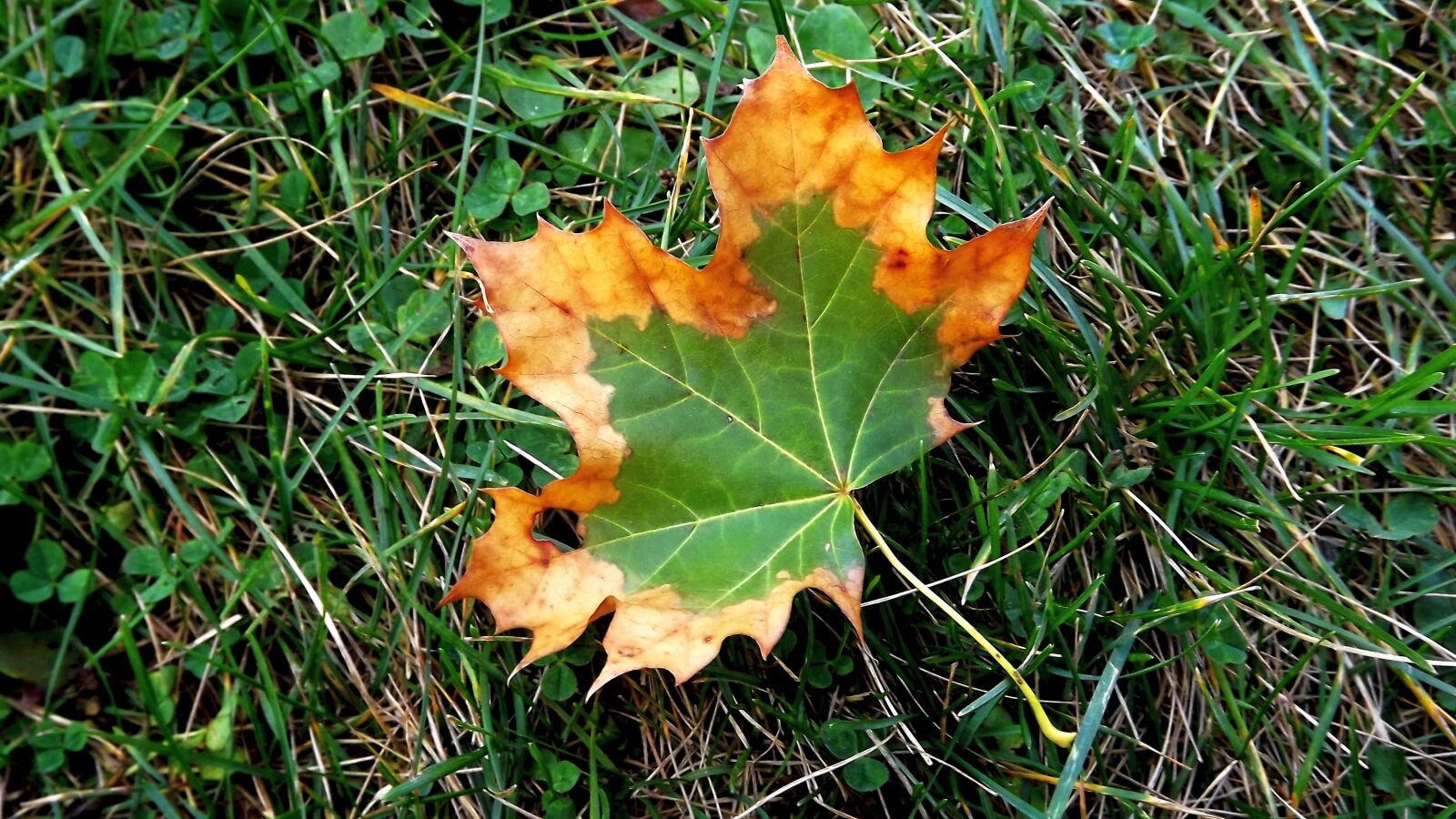 Fujifilm FinePix S3400 sample photo. Leaf, autumn, two-tone photography