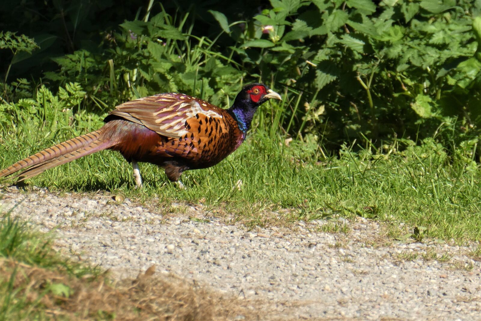 Panasonic Lumix DC-ZS70 (Lumix DC-TZ90) sample photo. Pheasant, bird, animal photography
