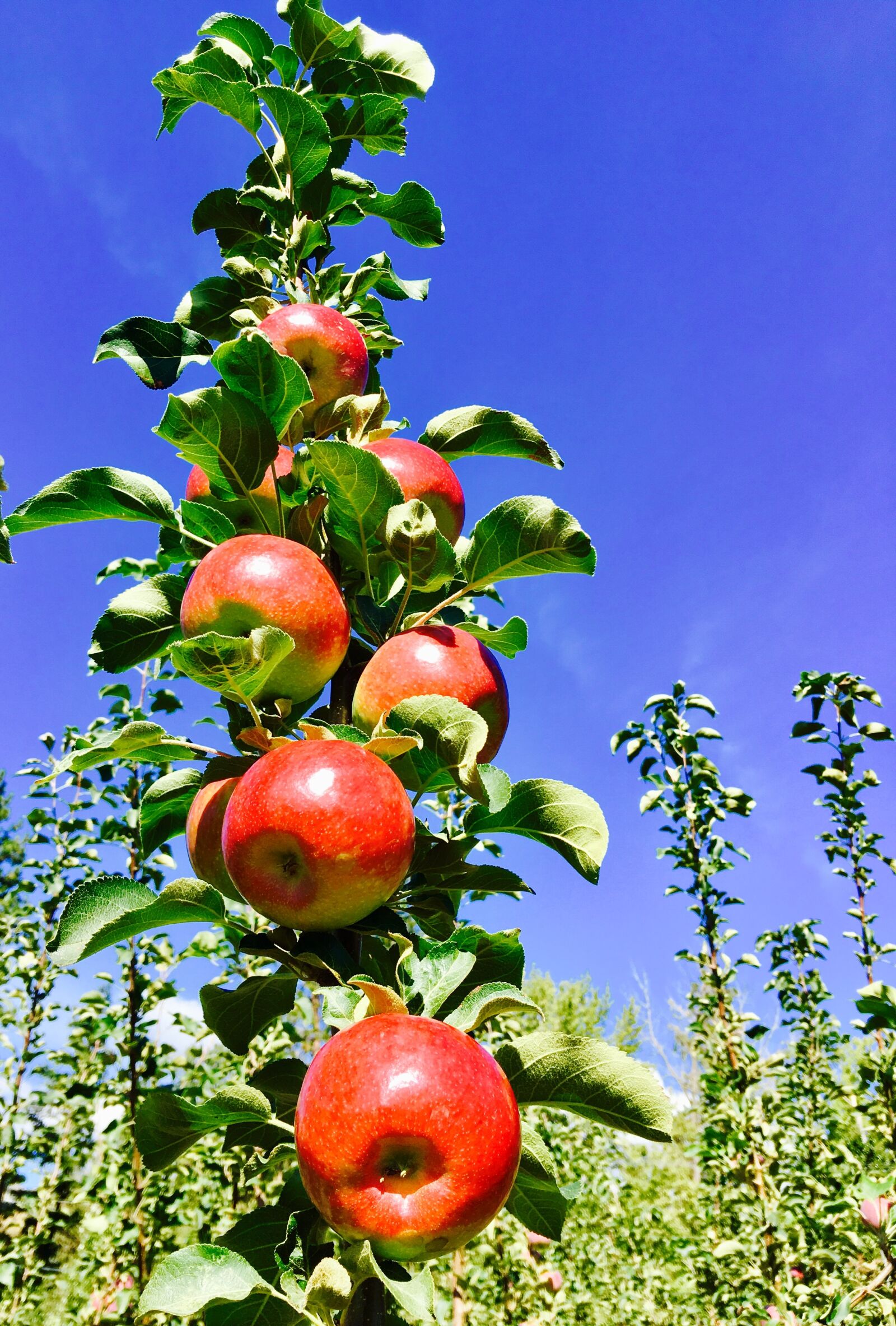 Apple iPhone 6s Plus sample photo. Apples, fruit, antioxidants photography