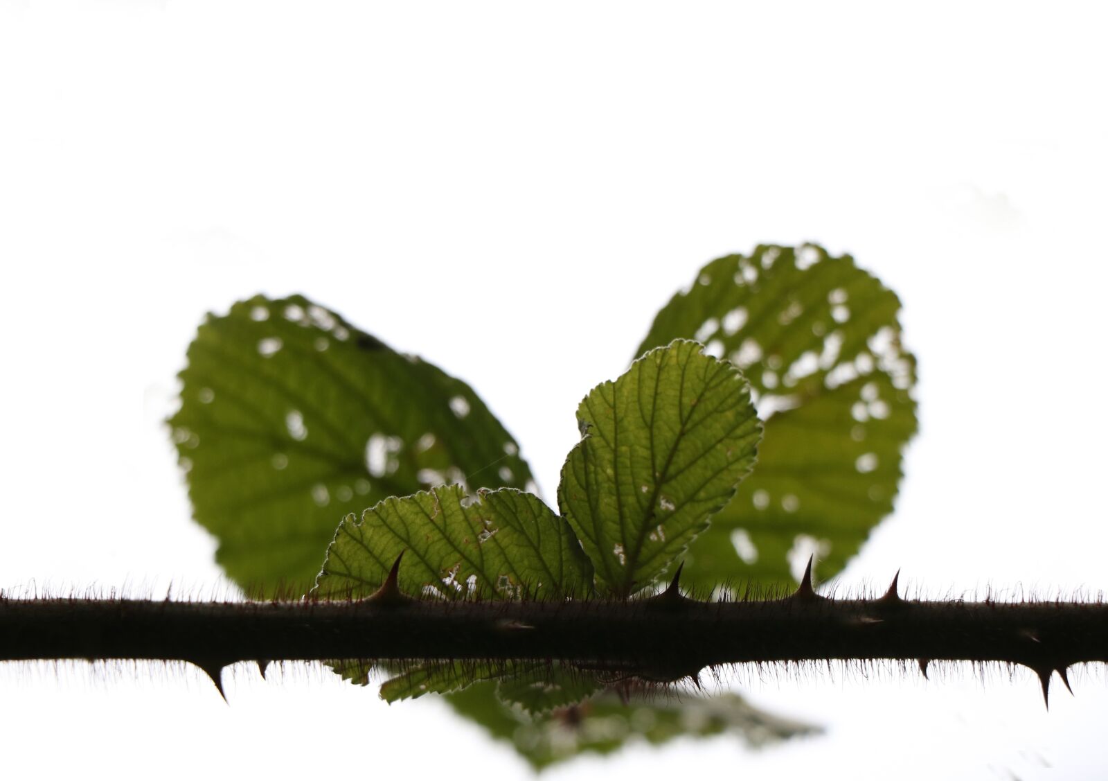 Canon EOS 760D (EOS Rebel T6s / EOS 8000D) sample photo. Love, life, greenery photography