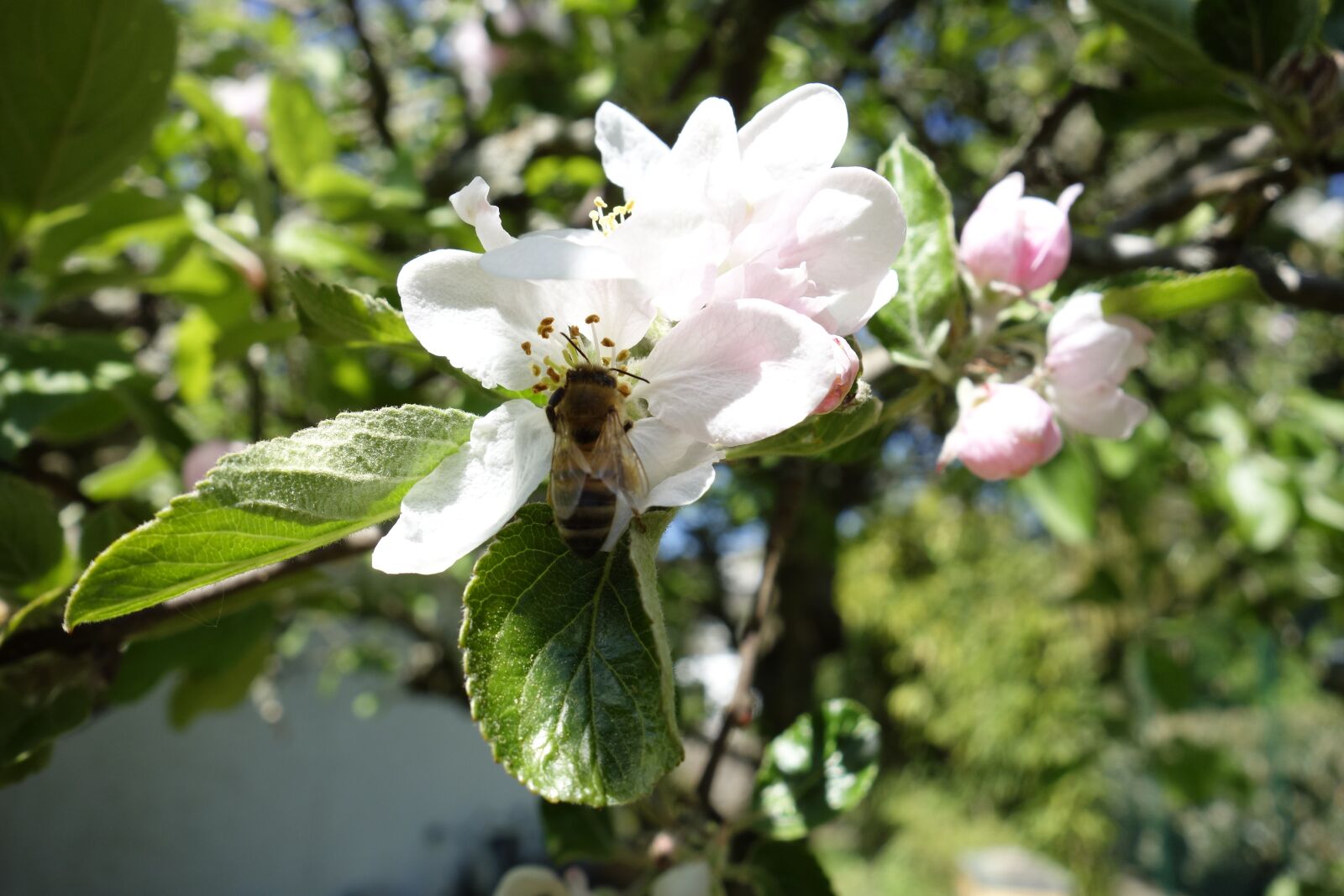 Sony Cyber-shot DSC-RX100 sample photo. Apple blossom, honey bees photography