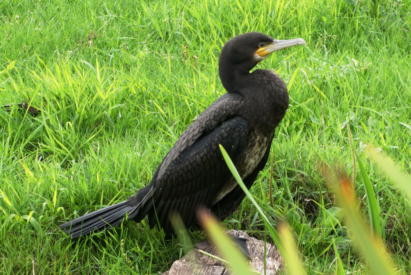 Panasonic Lumix DC-ZS70 (Lumix DC-TZ90) sample photo. Great cormorant, bird, polder photography