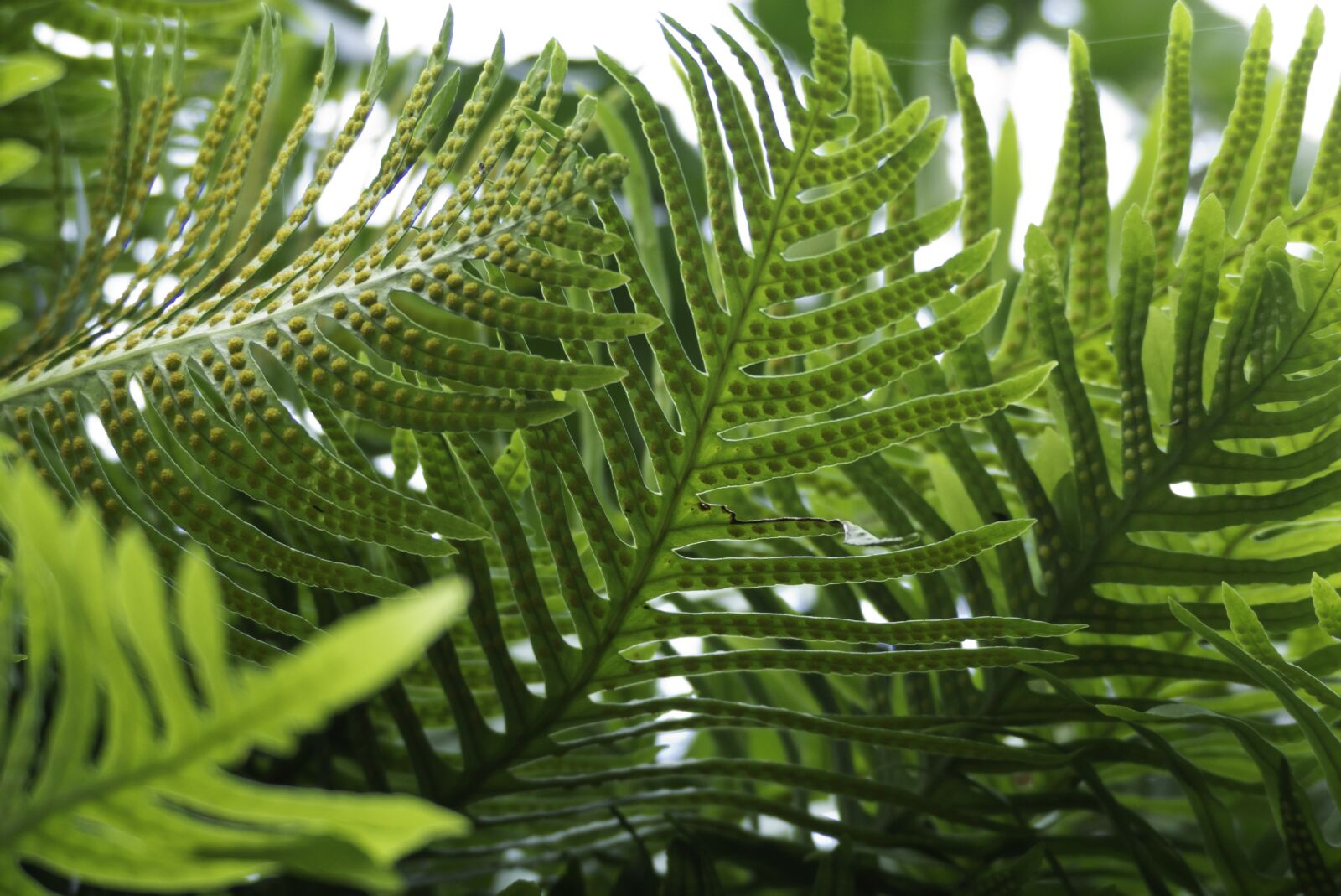 Panasonic Lumix DMC-FZ200 sample photo. Ferns, leaves, green photography
